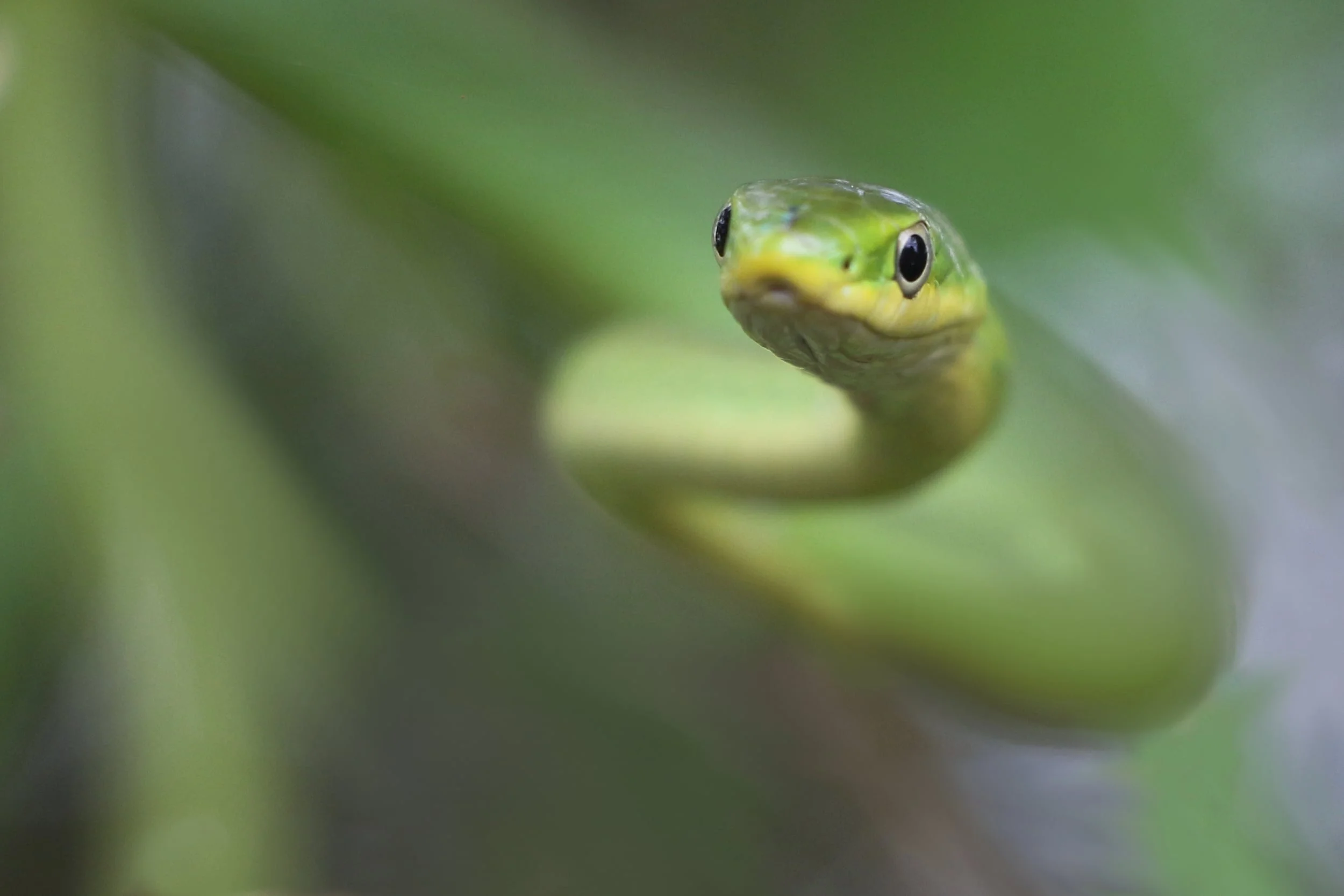 Rough Greensnake - I found this guy hanging out in the vegetation during the day . He didn't know it, but he'd become one of my favorite photos of the year.