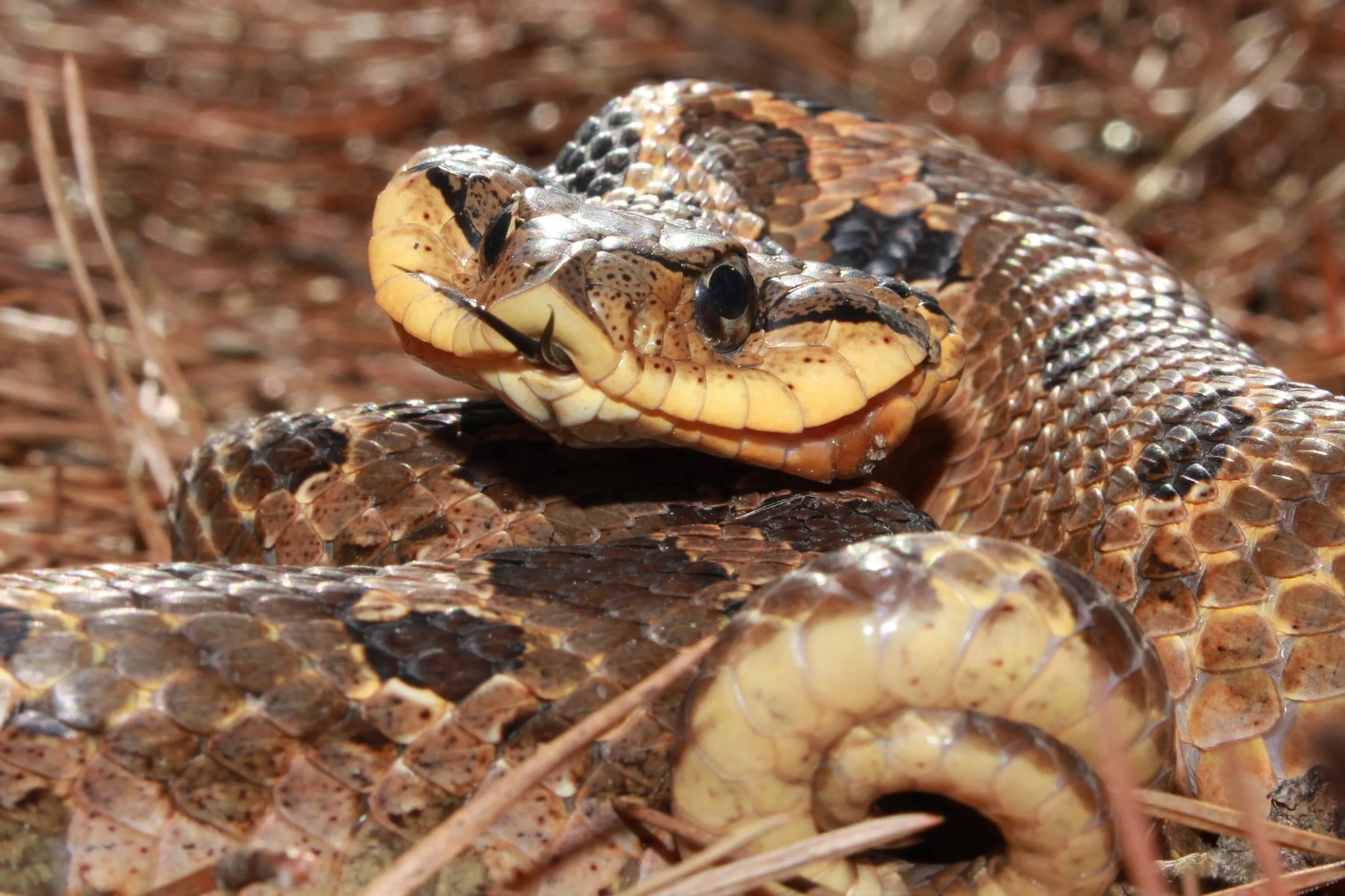 Eastern Hog-nosed Snake - My first of the year was found by a den in the Pines.