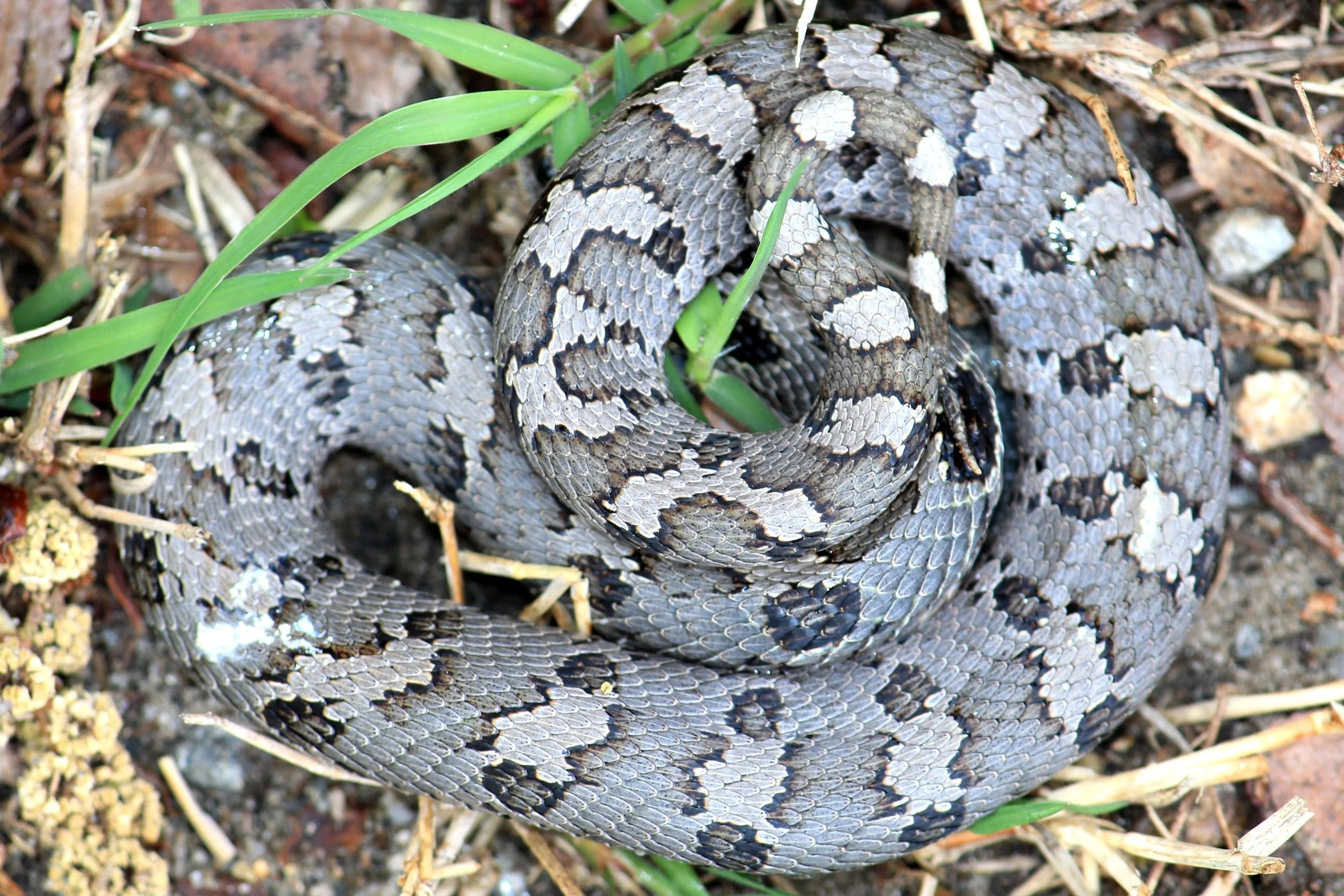 Eastern Hog-nosed Snake - This thing was downright sick to look at! Found on Lily's trip to VA/NC.