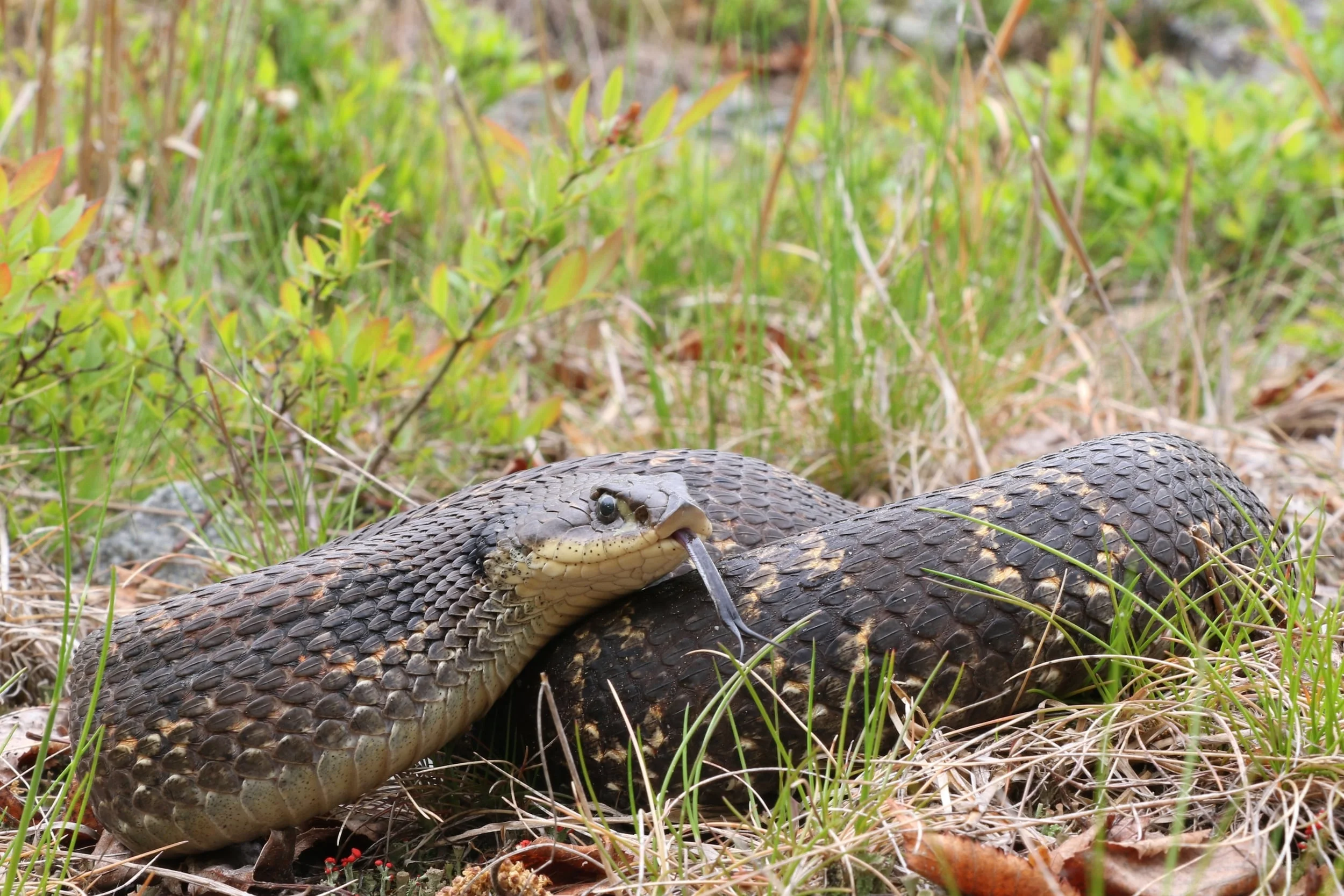 Eastern Hog-nosed Snake - This was a snake my good friend had become acquainted with and it was a beast. ...the largest hog I had ever seen.