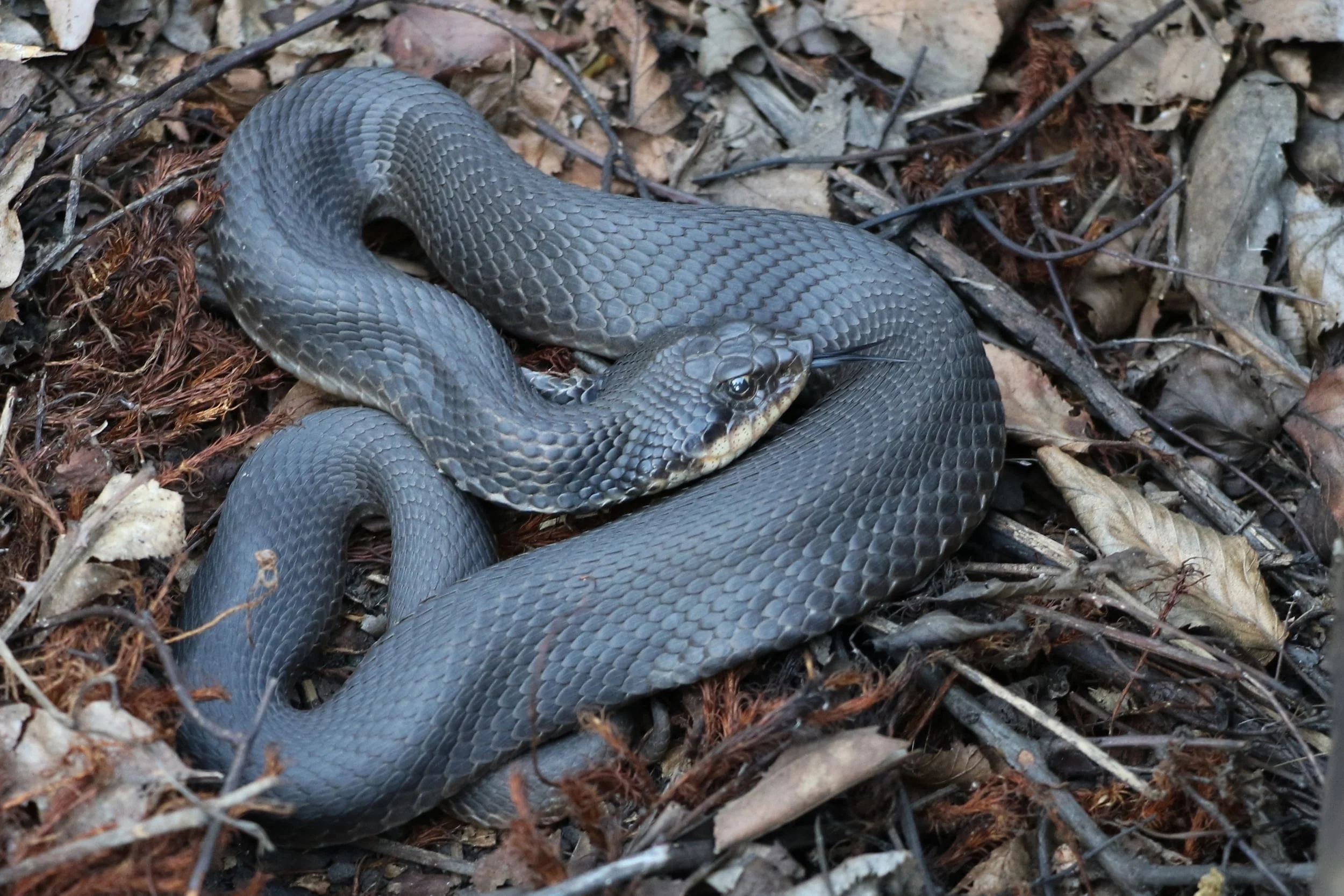 Eastern Hog-nosed Snake - This silver beauty was flipped under a railroad tie on the same trip in the evening.