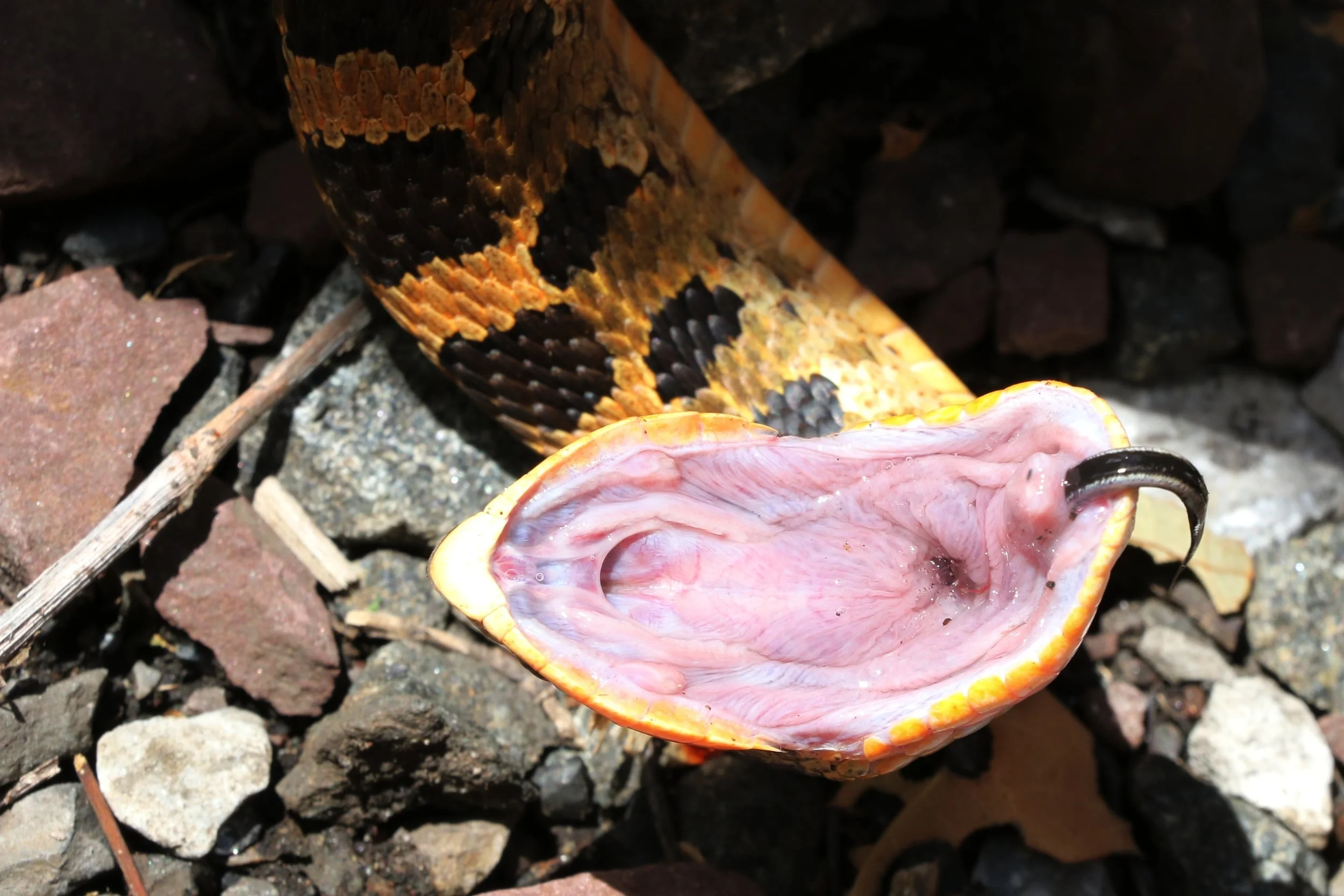 Unfortunately it was nervous and pulled the death feign without us even touching it
