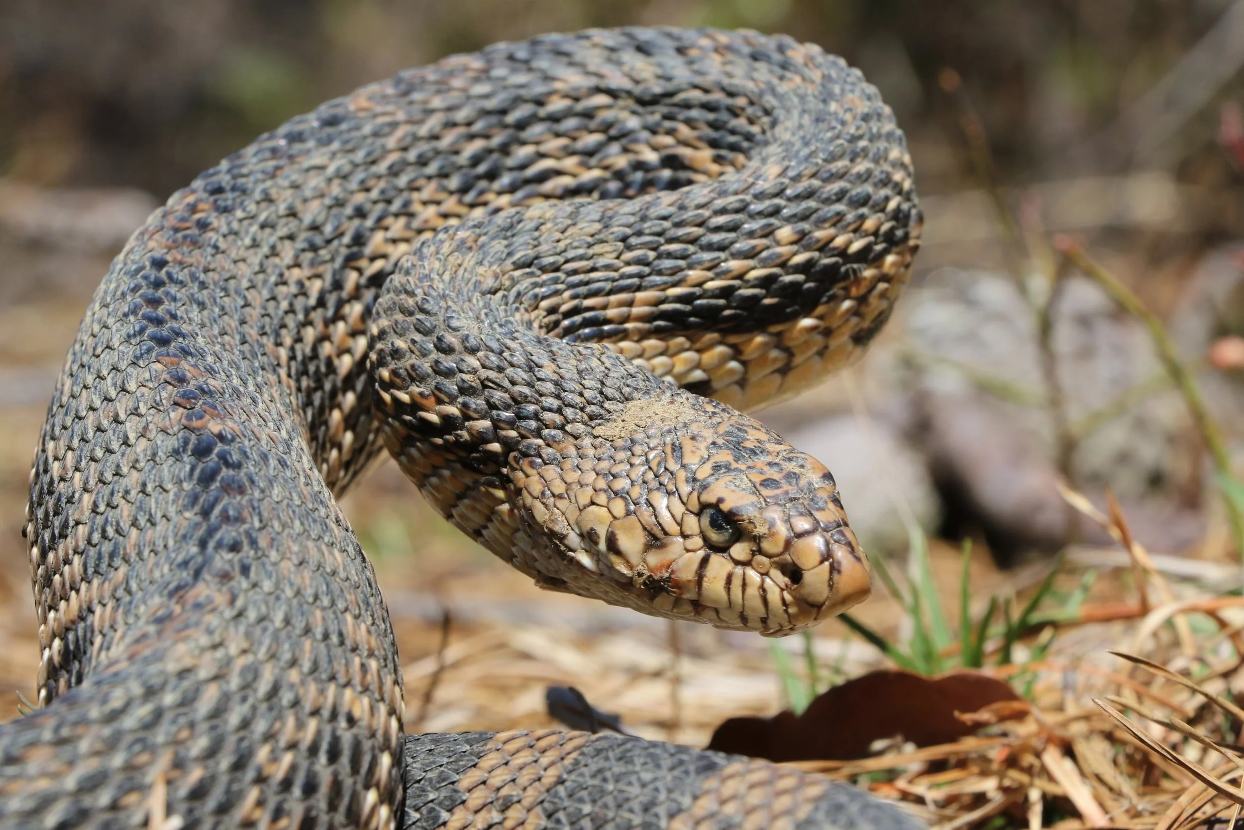 Northern Pinesnake - It was a cold morning in early Spring. On my way home from a birding trip, the sun popped out and it hit 50 pretty quickly. I was nearby a spot on my way home. As luck would have it, I spotted this gnarly looking adult within five minutes.