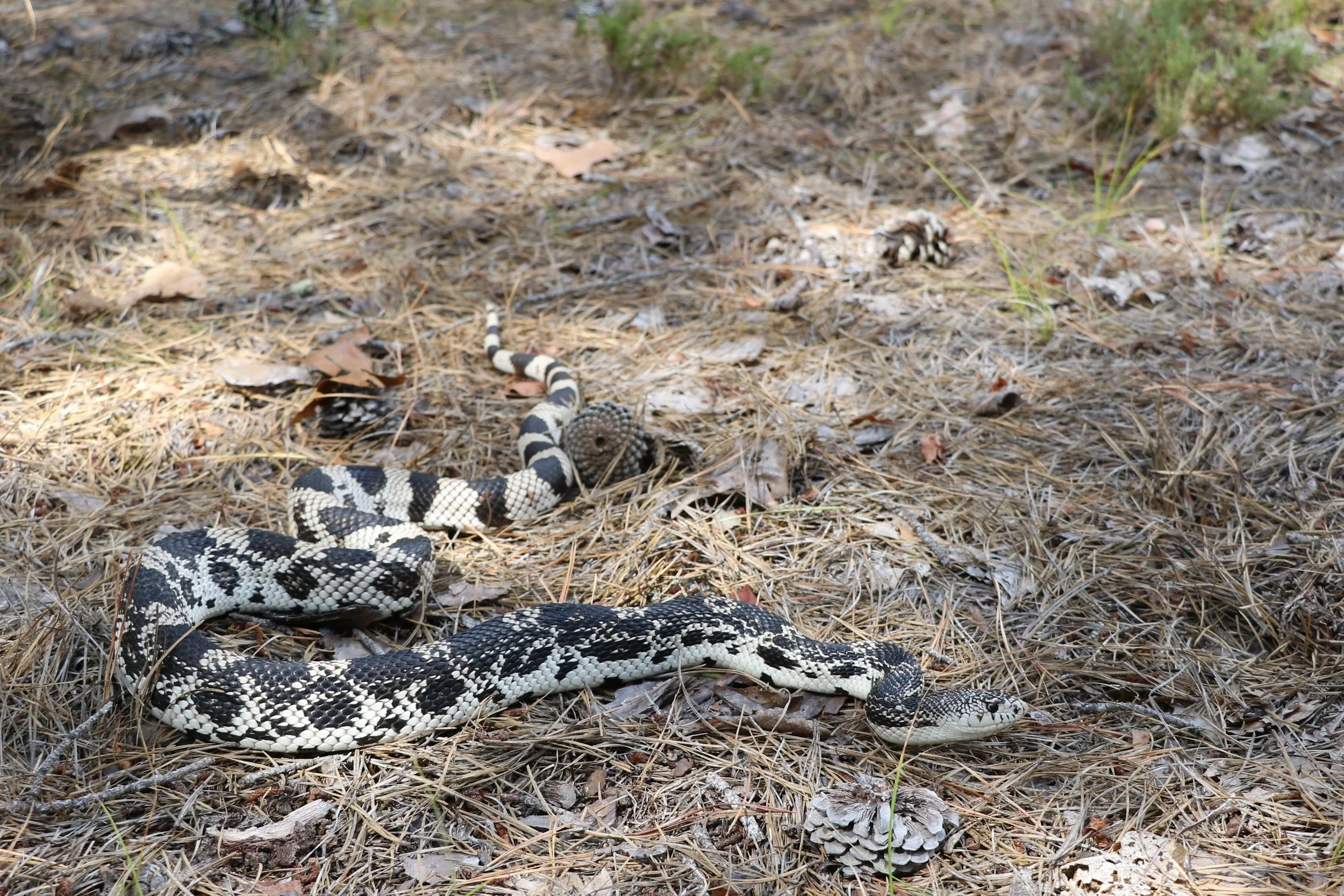 Northern Pinesnake - This was the best looking pine of the year. The photos can't do it justice. We would find three that day on a group trip, but none would hold a candle to this snake.