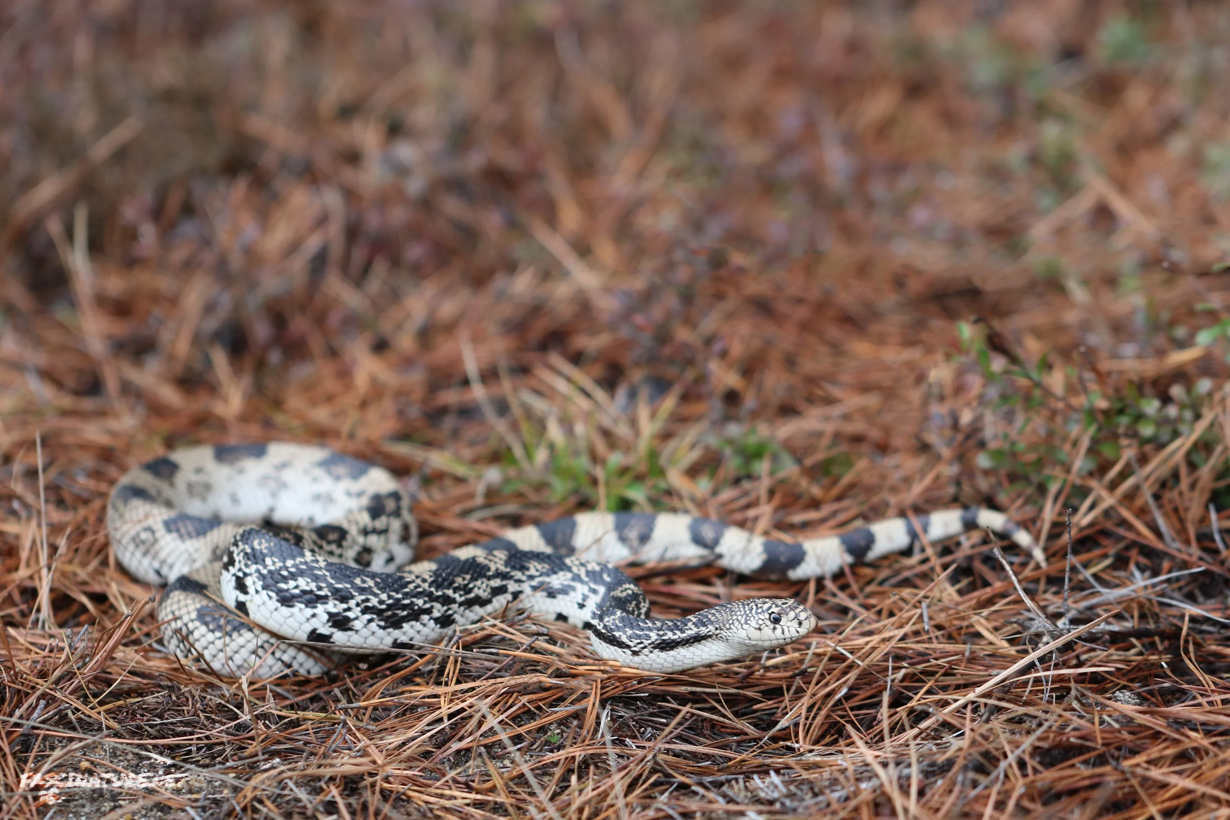 Northern Pinesnake - This was a Christmas Eve snake with a good friend. 
