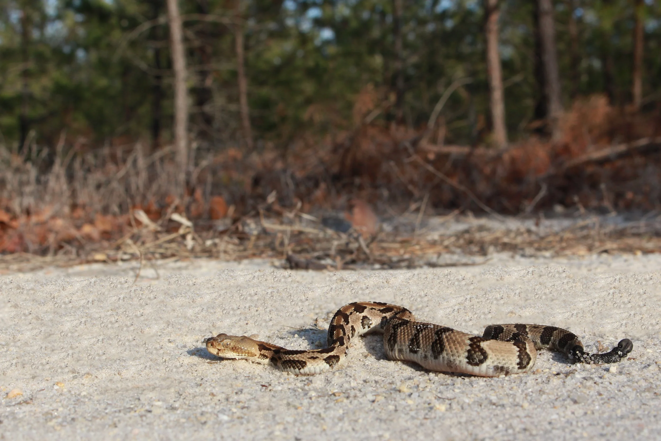 Timber Rattlesnake - My first timber of the year was surprisingly on the crawl on April 13th. Very strange.