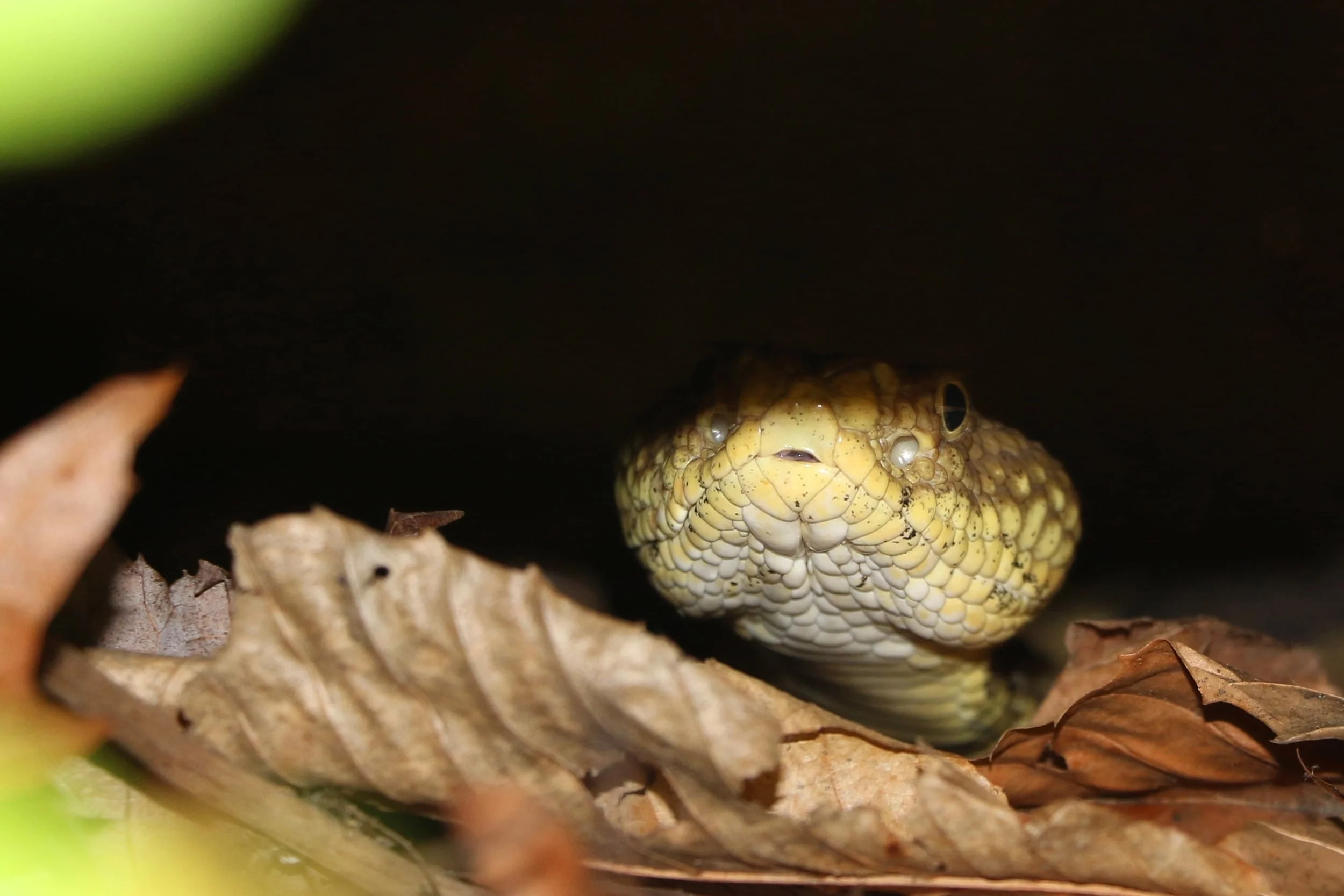 Timber Rattlesnake - Sometimes you can peer under boulders in good habitat and get lucky.
