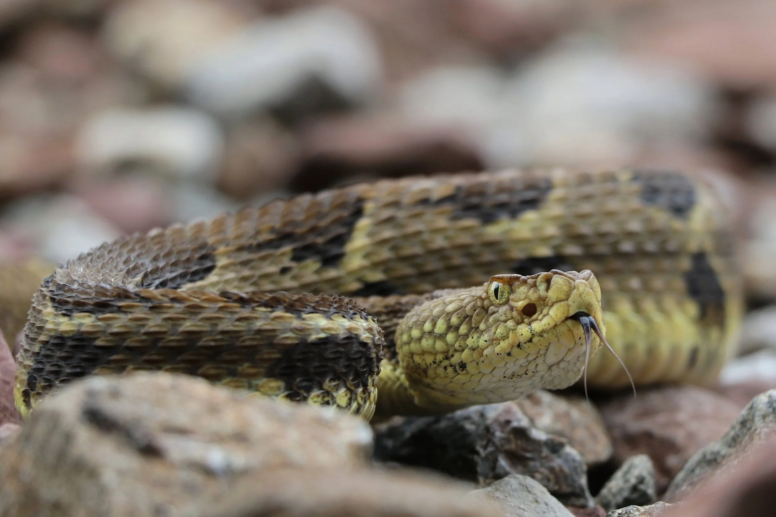 ...this is the same snake laying out later in the day.