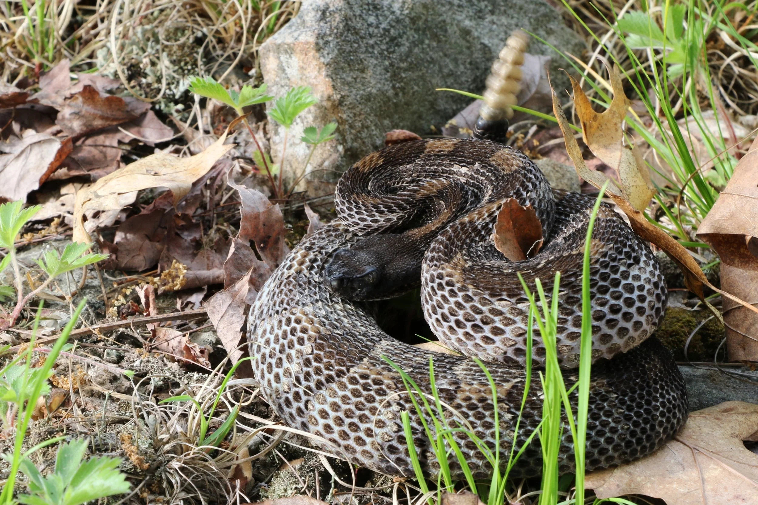 Timber Rattlesnake - On a different day, I would find a snake nearby the above photo.