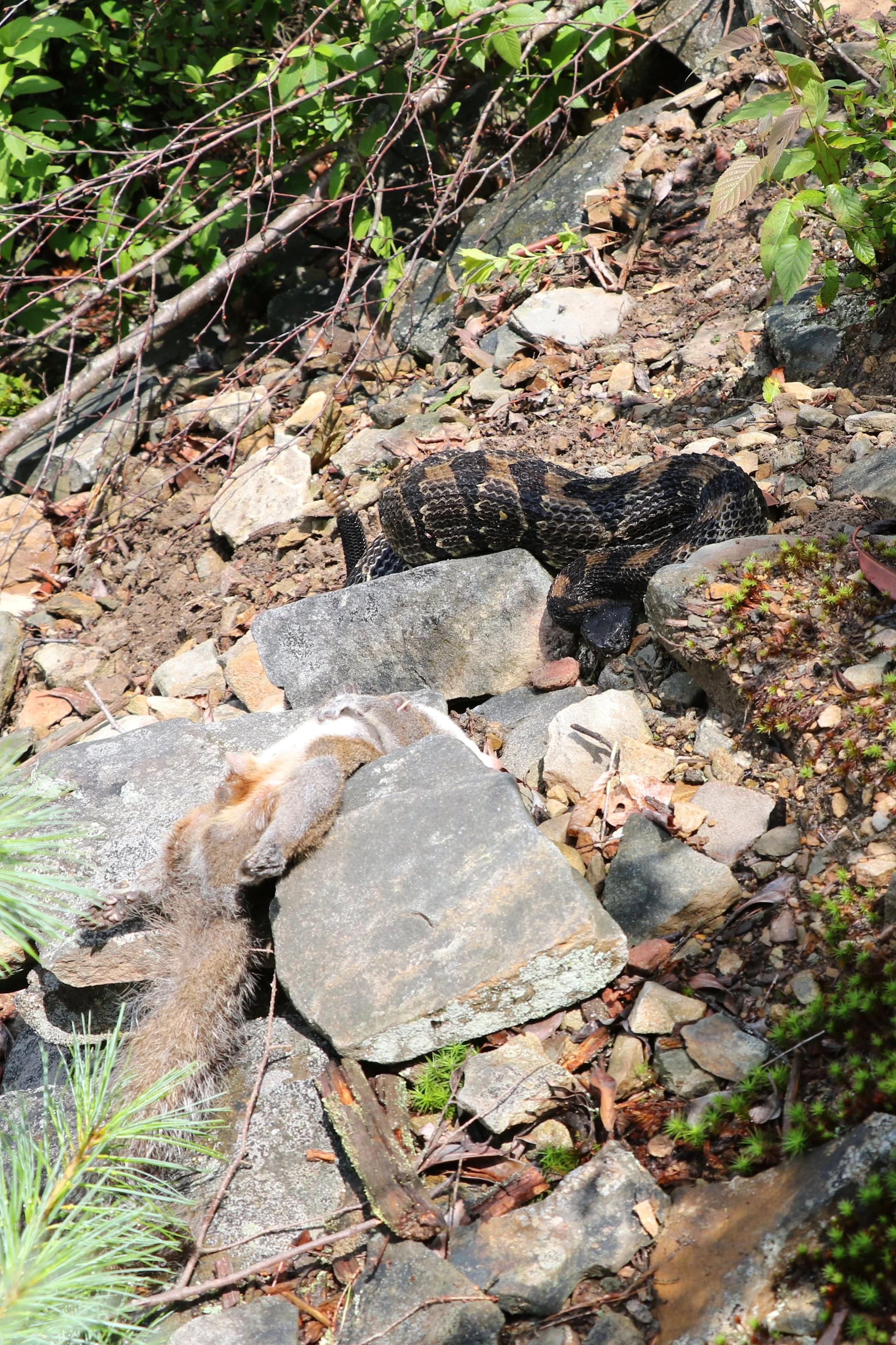 Timber Rattlesnake - With a meal that it had no interest in... at least while we were watching.