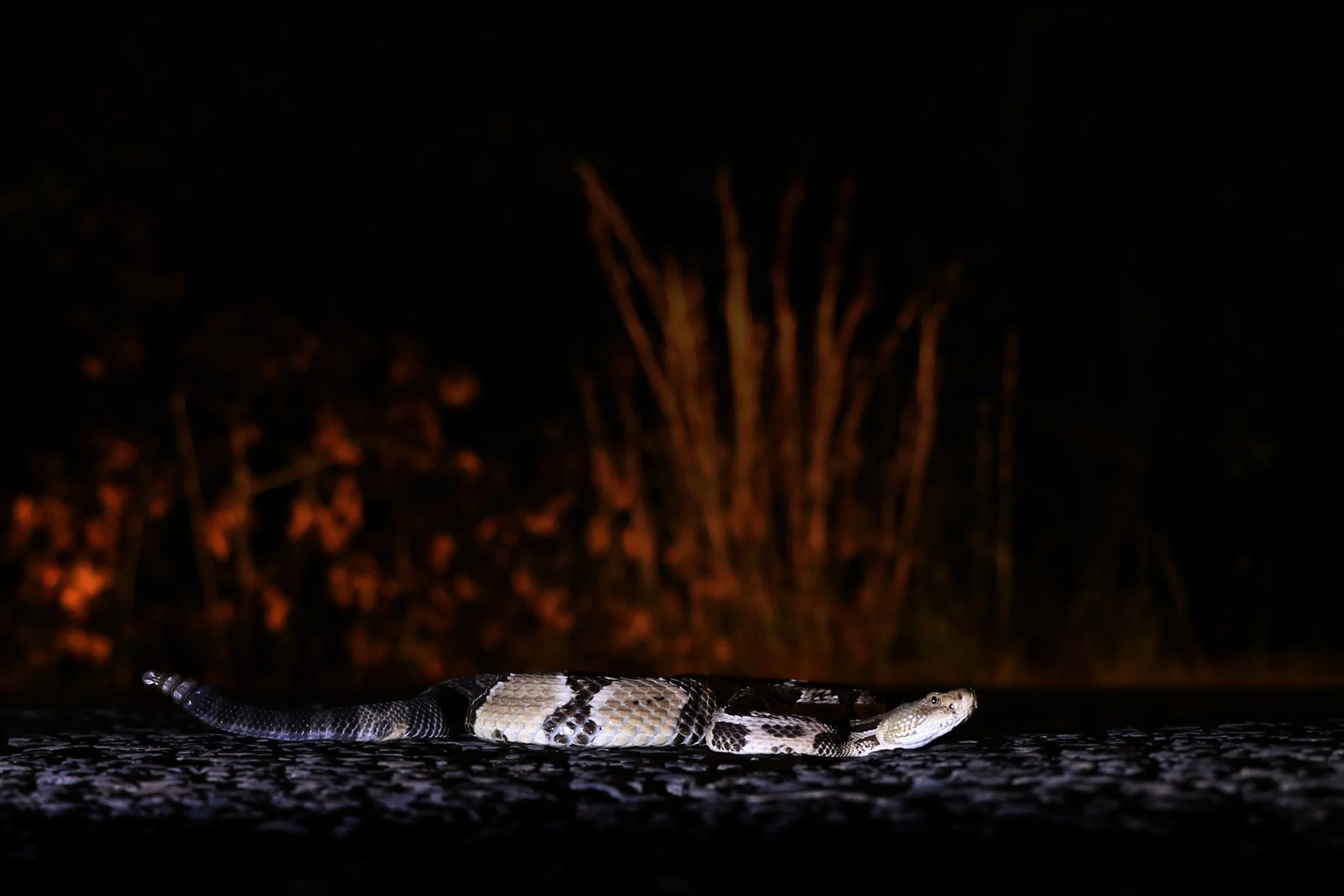 Timber Rattlesnake - Another successful barrens cruise. I believe I cruised four this year!