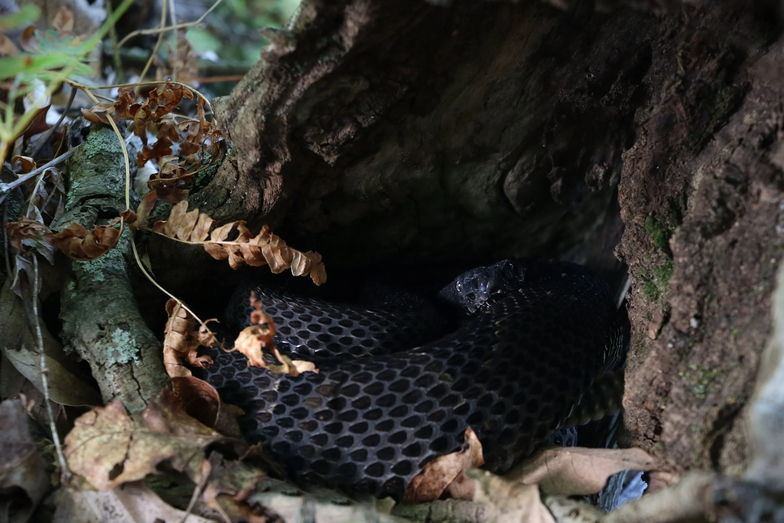 Timber Rattlesnake - Back into the Poconos, we had this timber curled up snug in a hollowed out tree stump.
