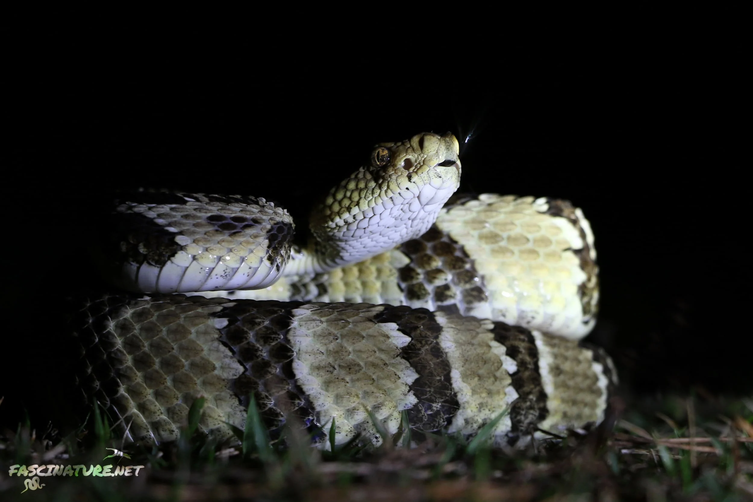 Timber Rattlesnake - My last timber of the year came in October and was the best looking barrens specimen I have ever encountered.