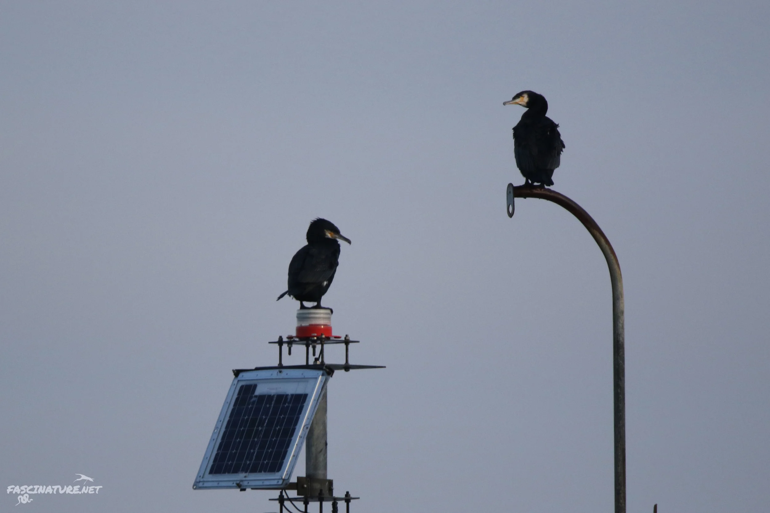 Great Cormorants