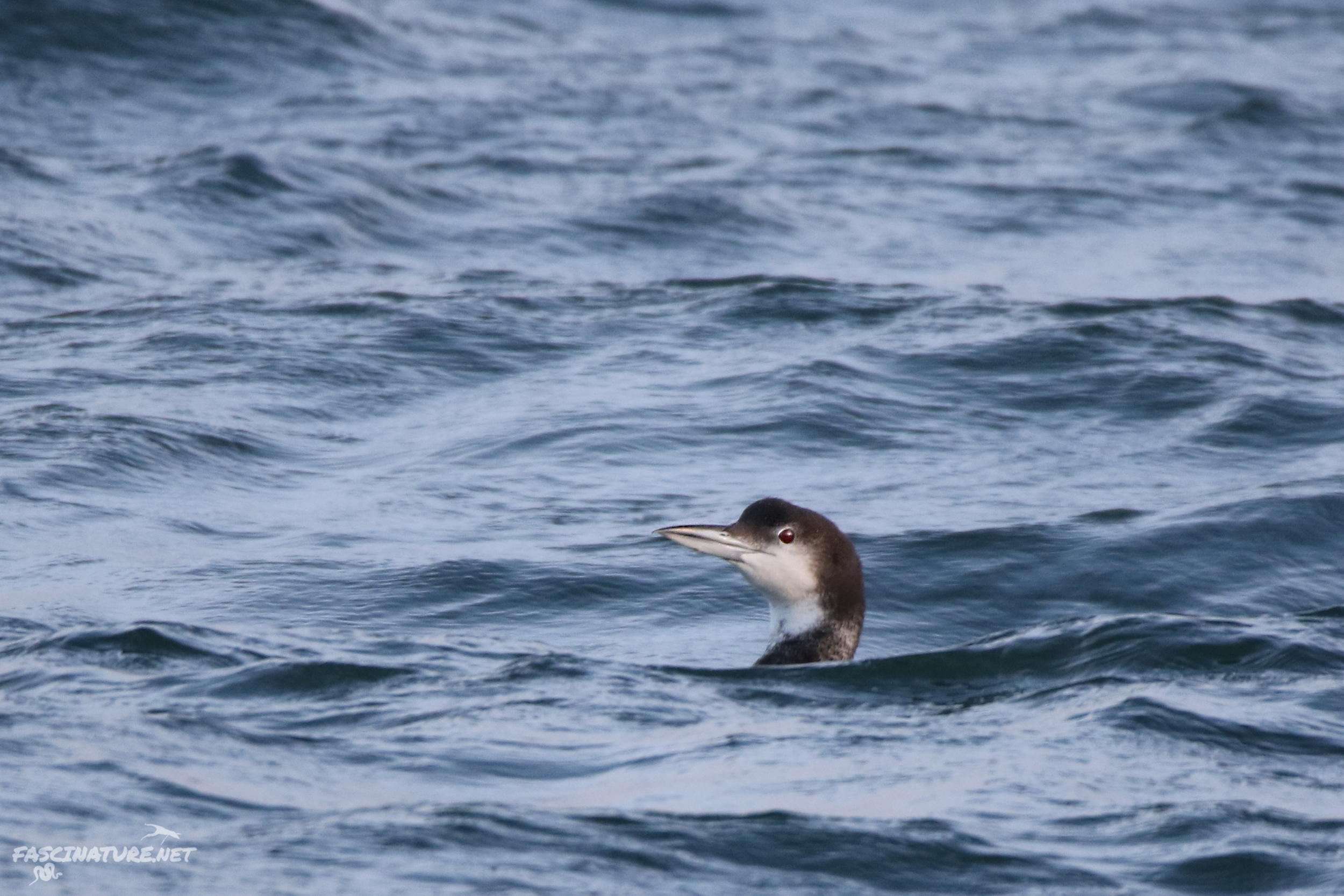 Common Loon