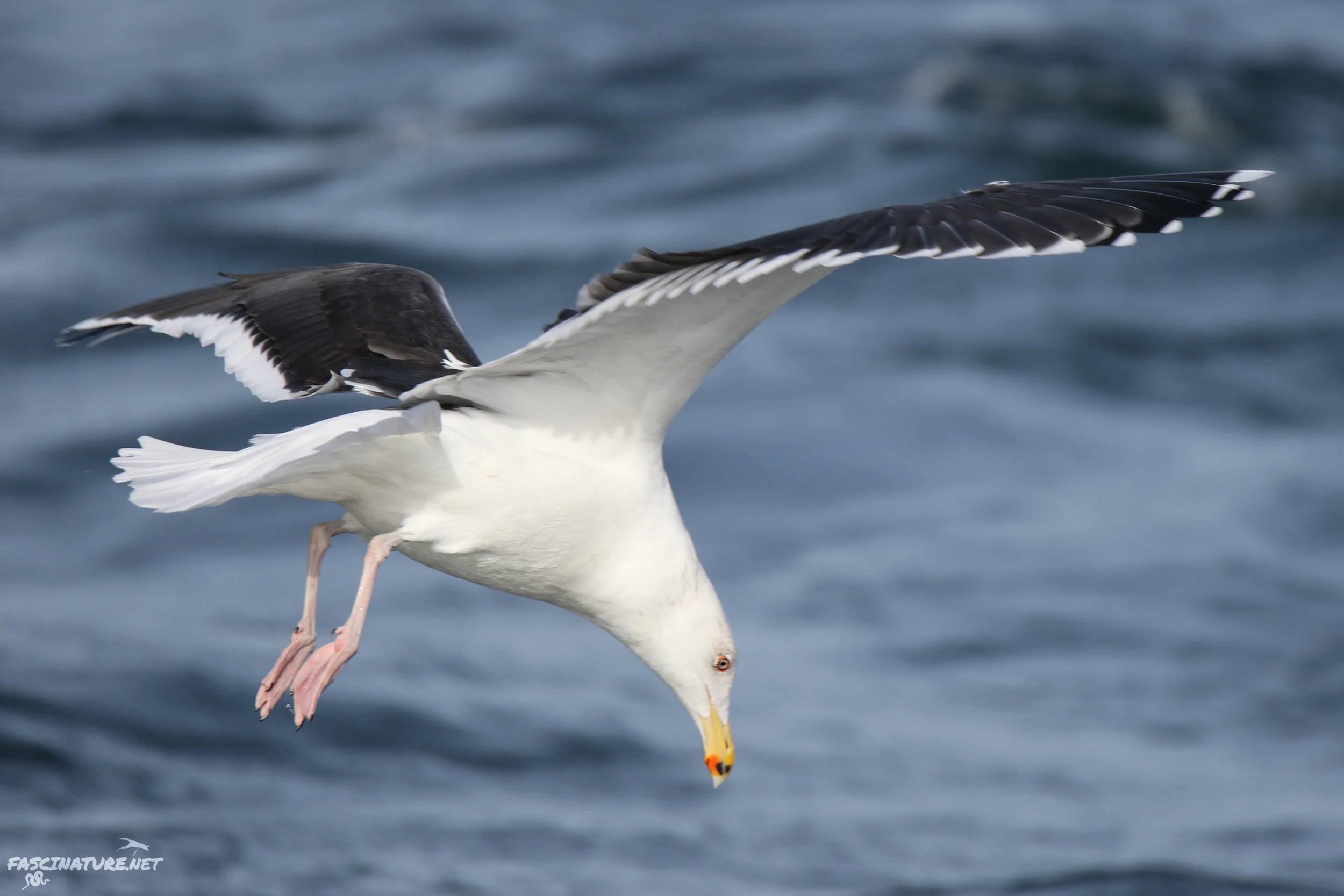 Great Black-backed Gull