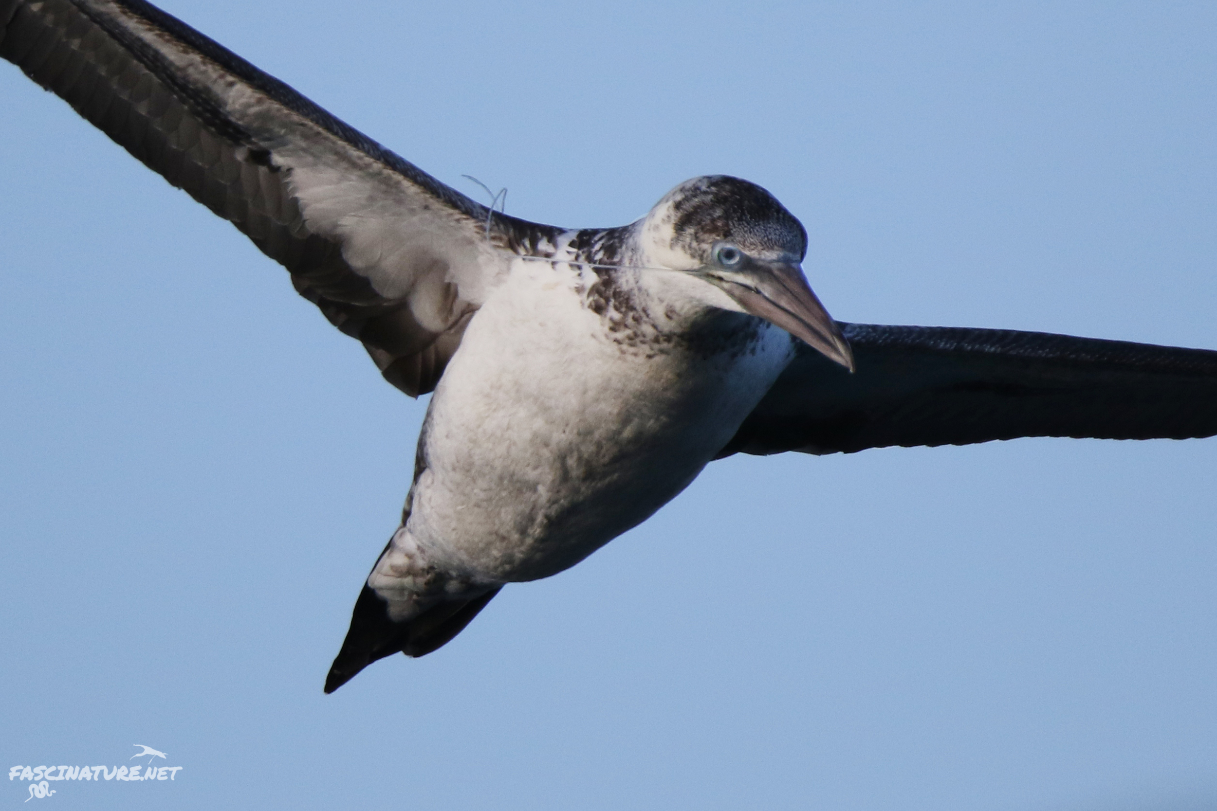 Northern Gannet - Young individual with what looks like fishing line stuck in its mouth.