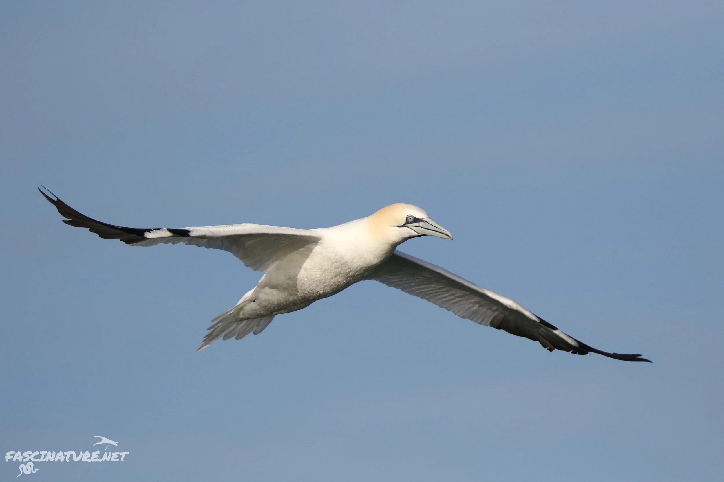 Northern Gannet - Adult