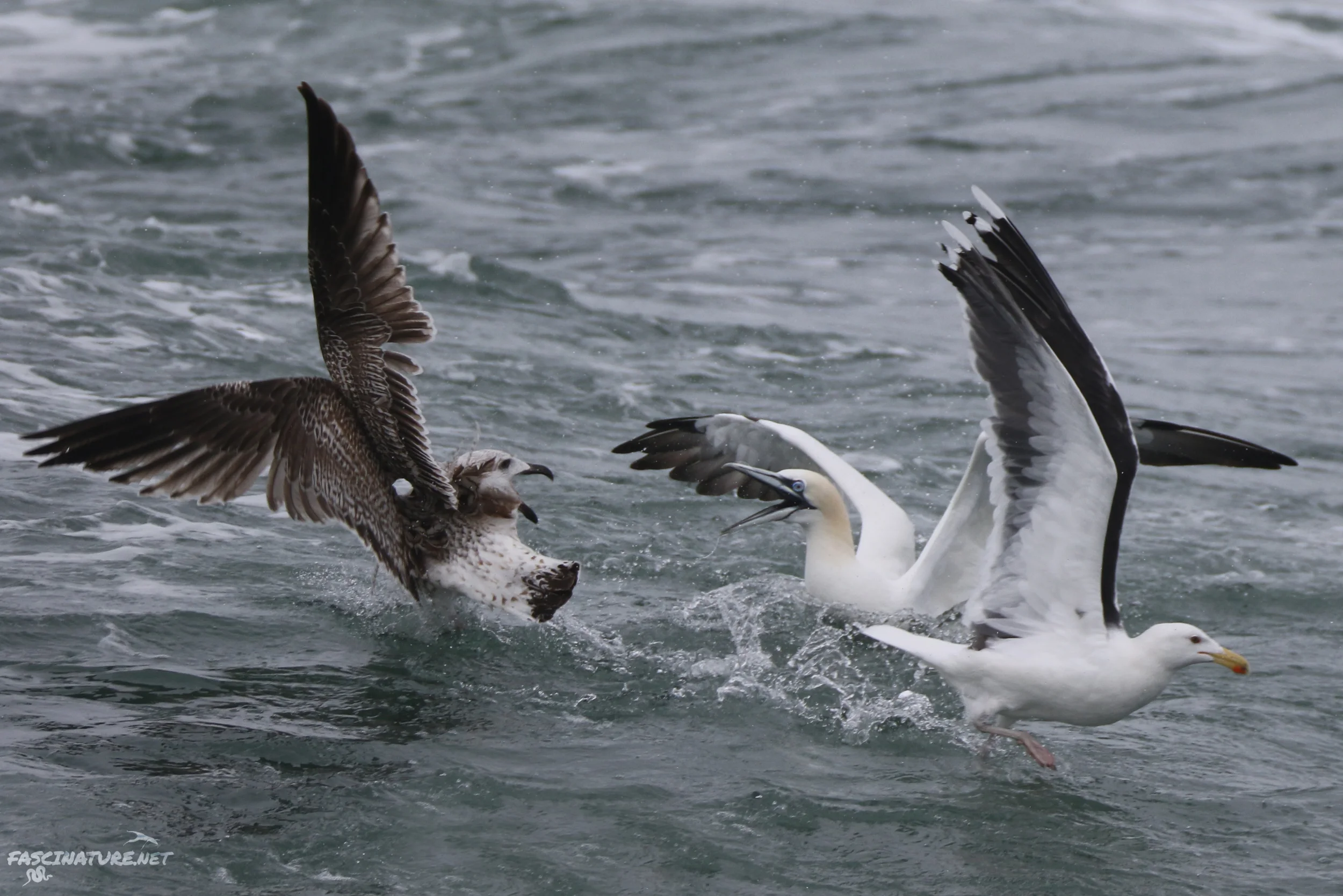 Northern Gannet and Great Black-backed Gulls