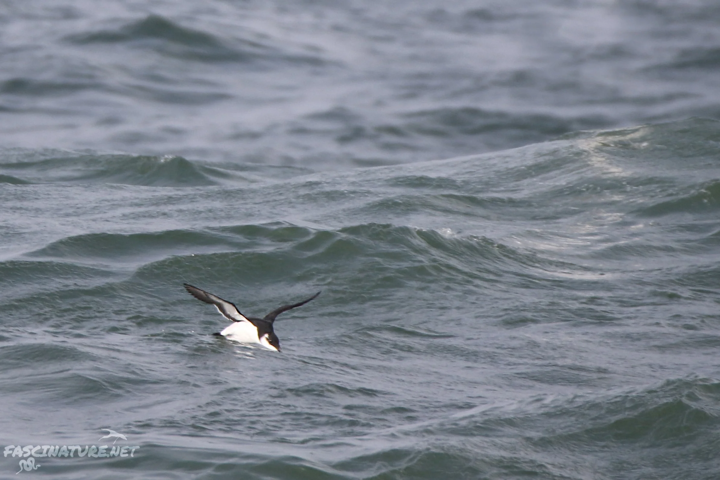 Razorbill