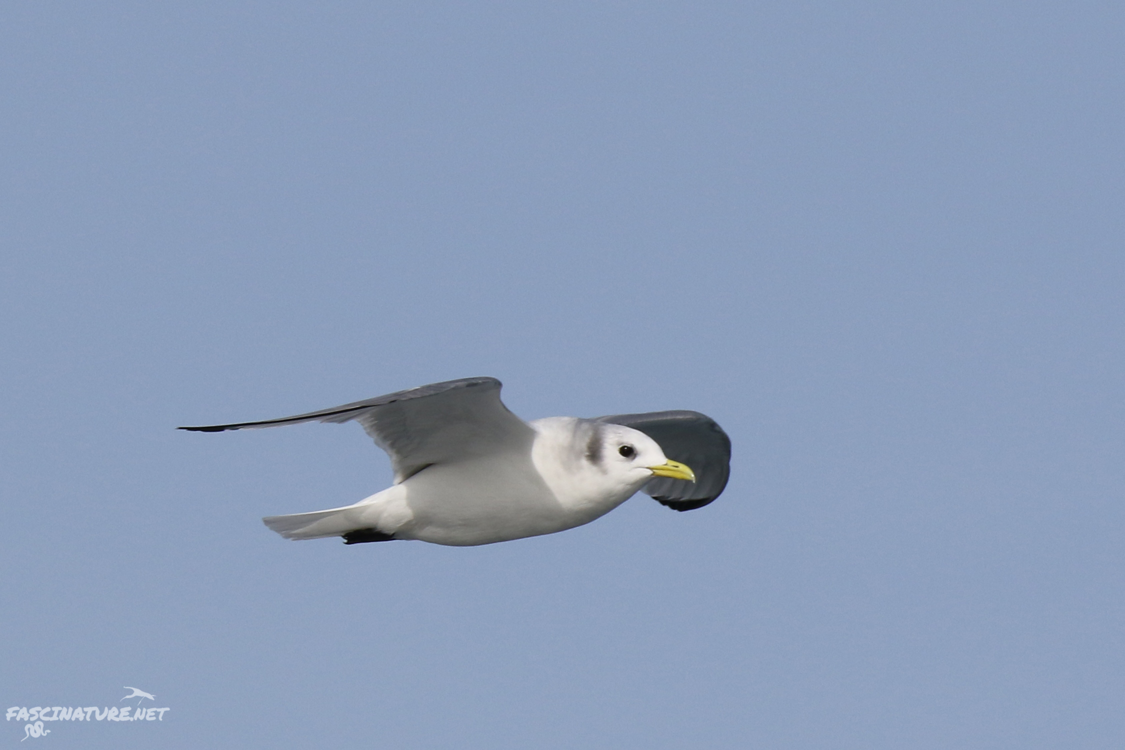 Black-legged Kittiwake