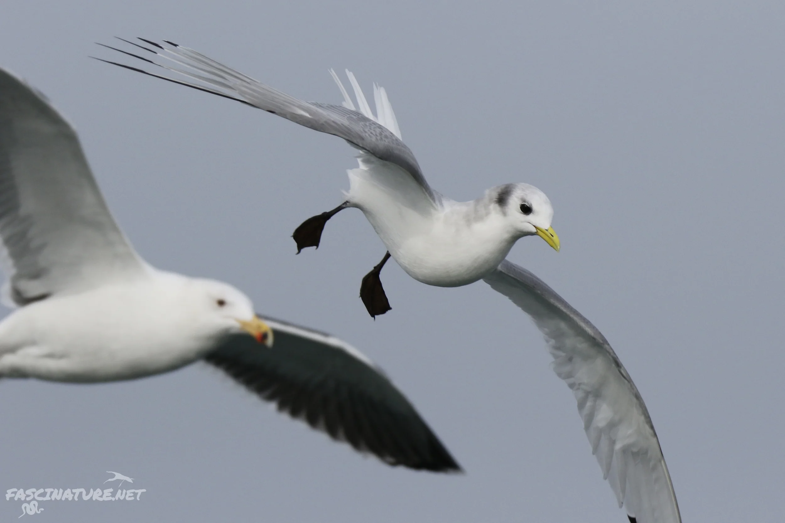 Black-legged Kittiwake and Great Black-backed Gull photobomb