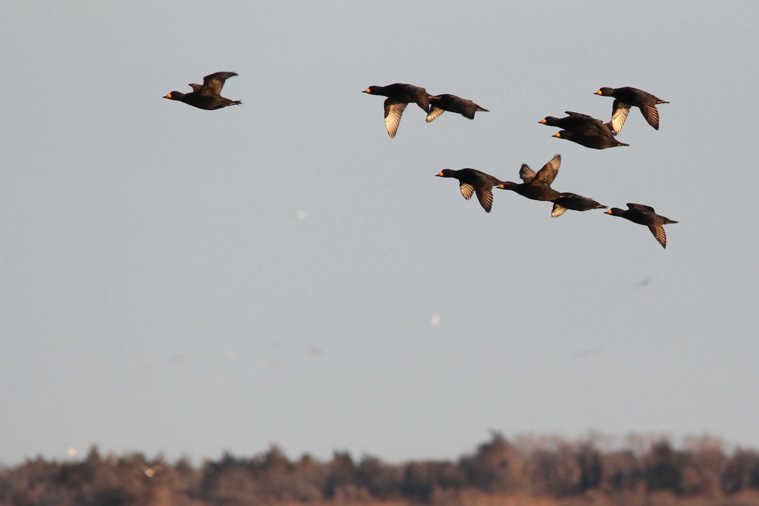 Black Scoters