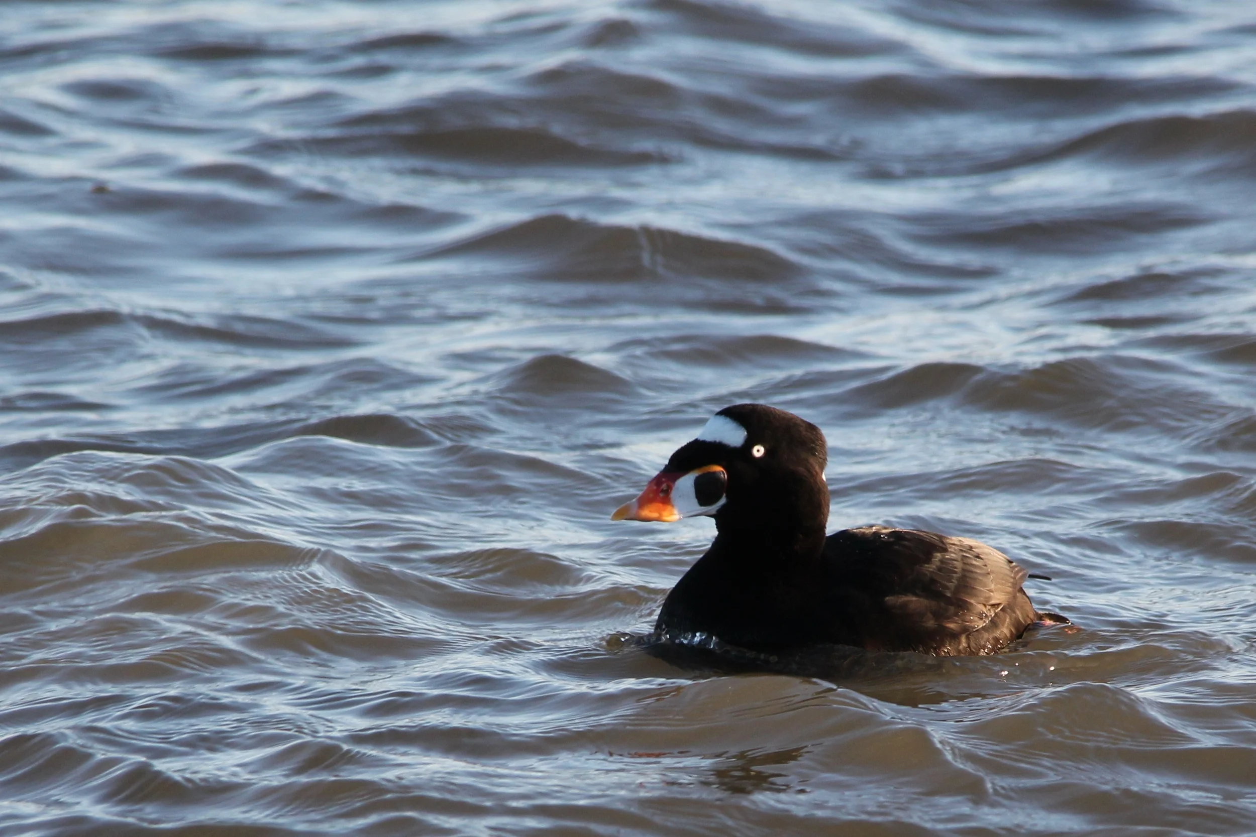 Surf Scoter
