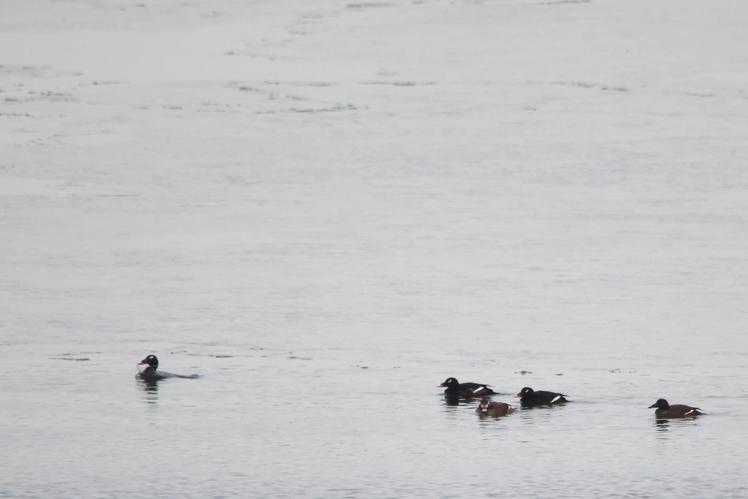 White-winged Scoters