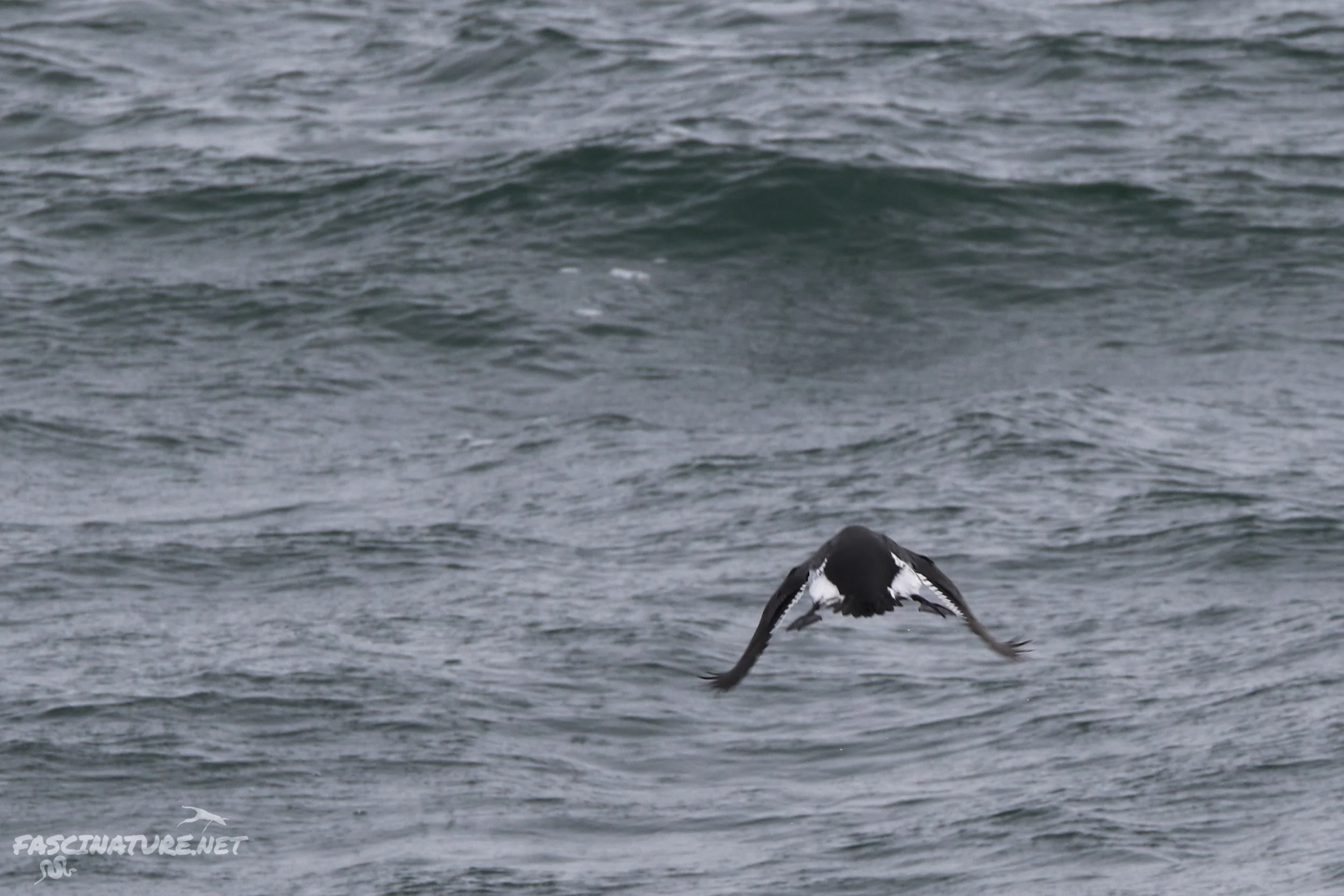 Common Murre