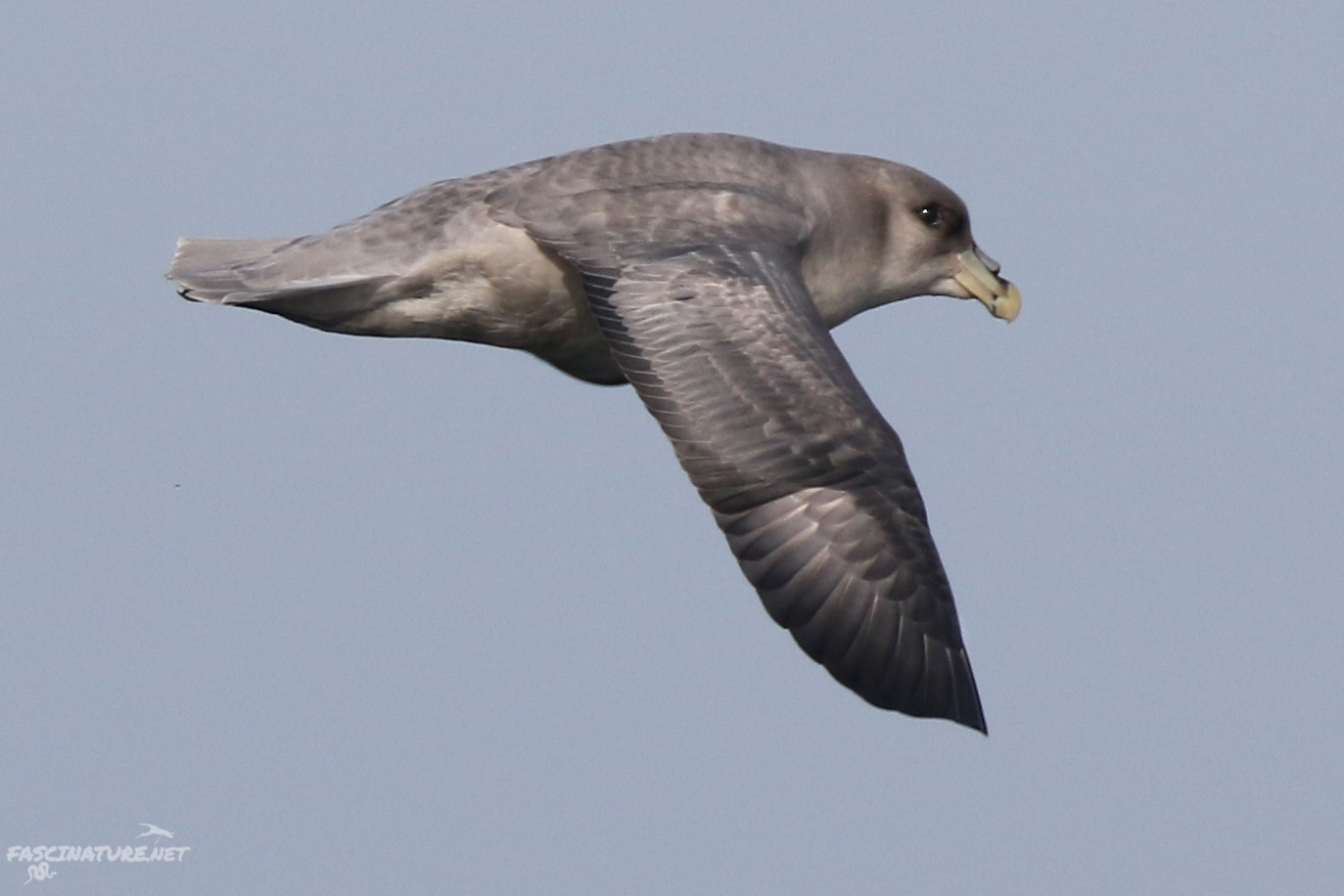 Northern Fulmar - Dark morph