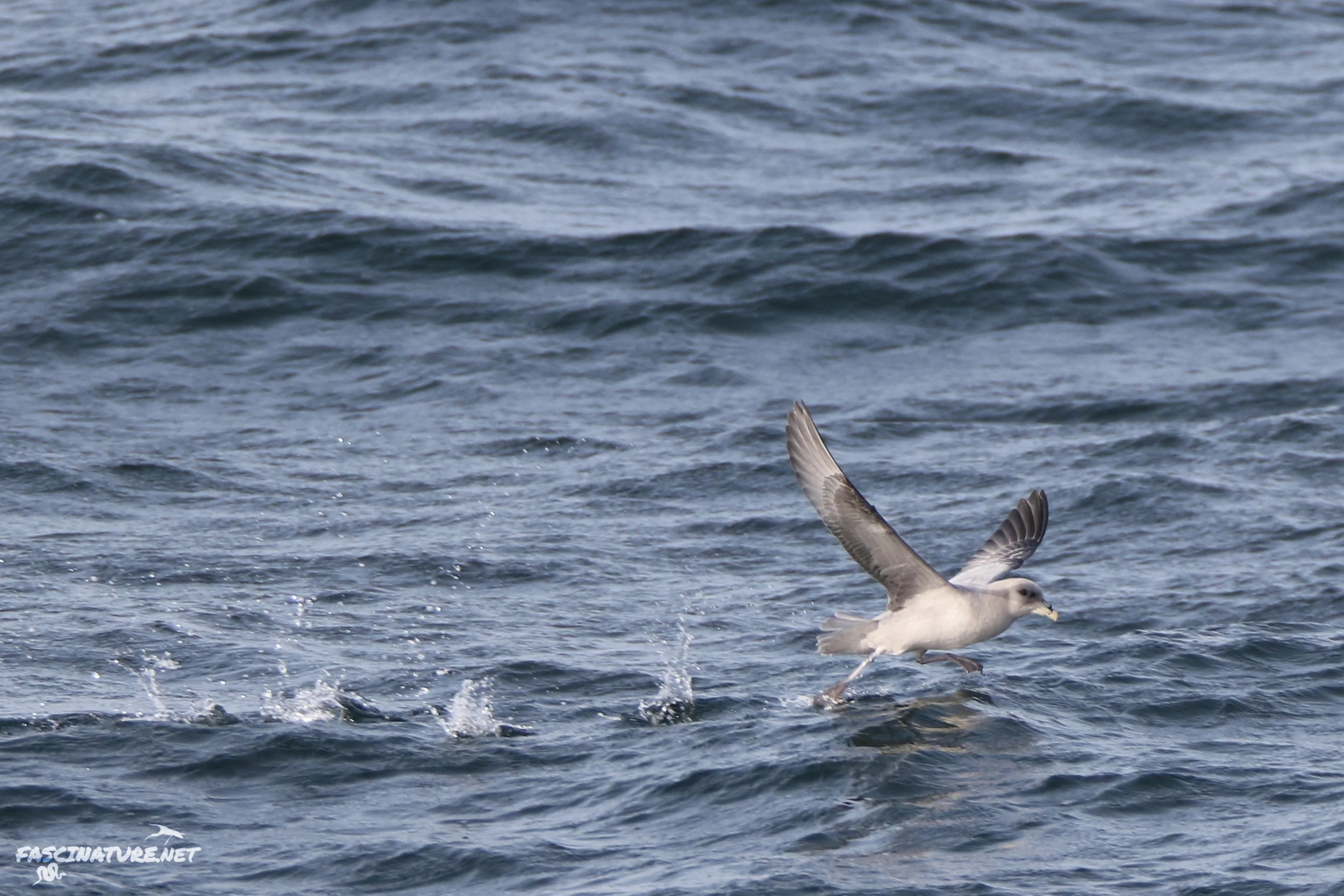 Northern Fulmar take-off