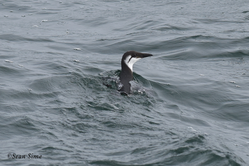 Trip leader, Sean Sime, was gracious enough to allow me use of his photo for the blog. Thanks Sean!
