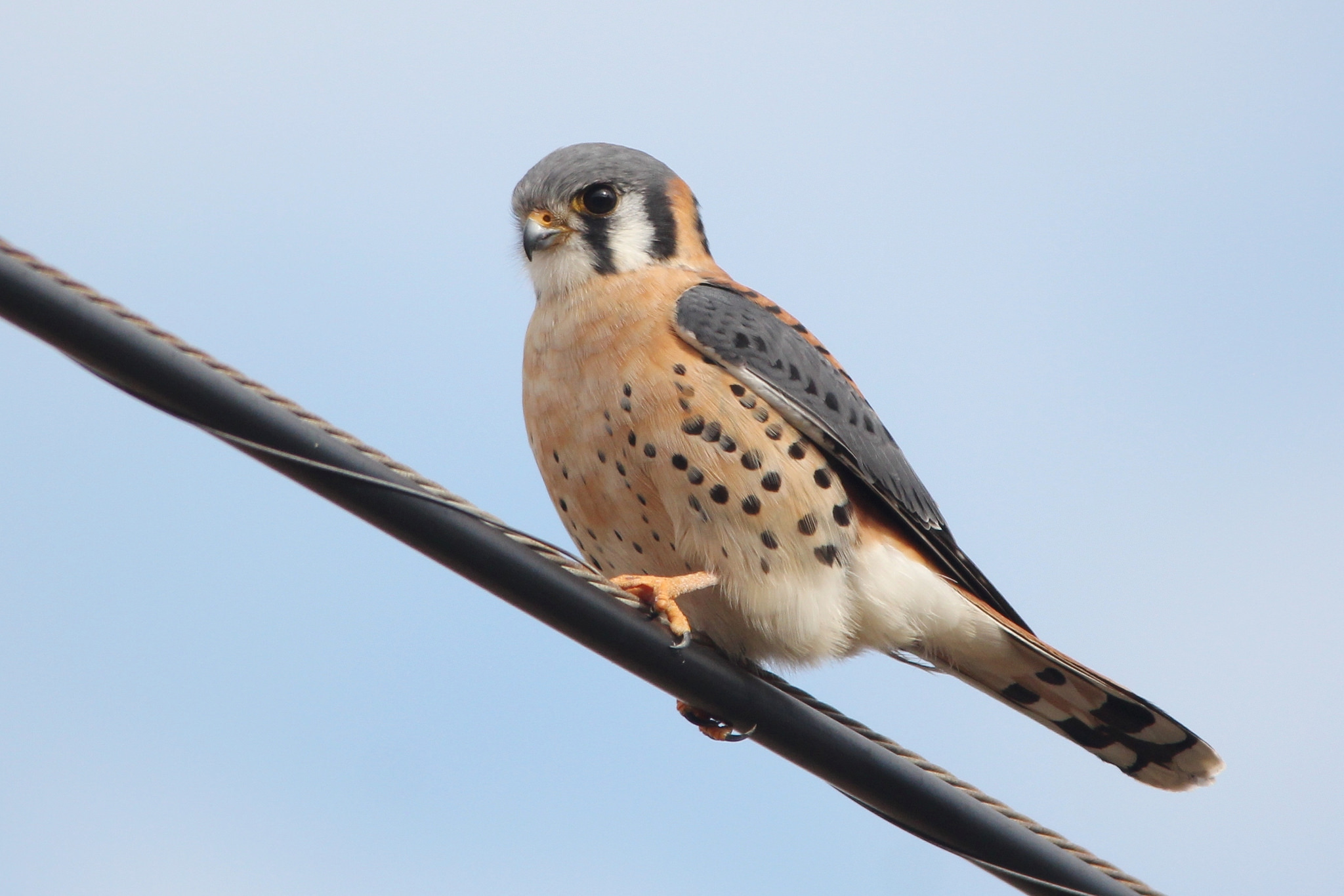 "Normal" American Kestrel