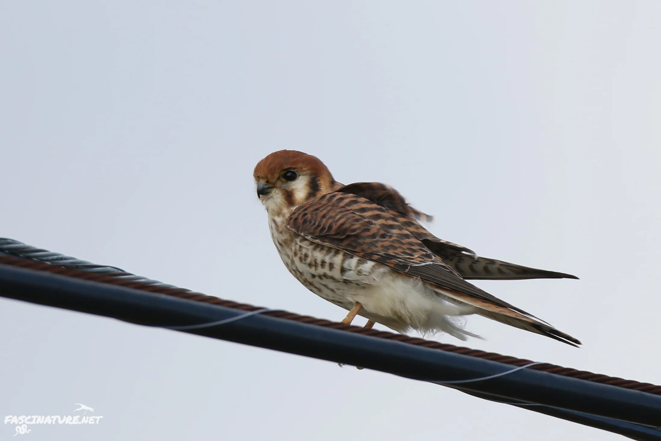 Aberrant American Kestrel
