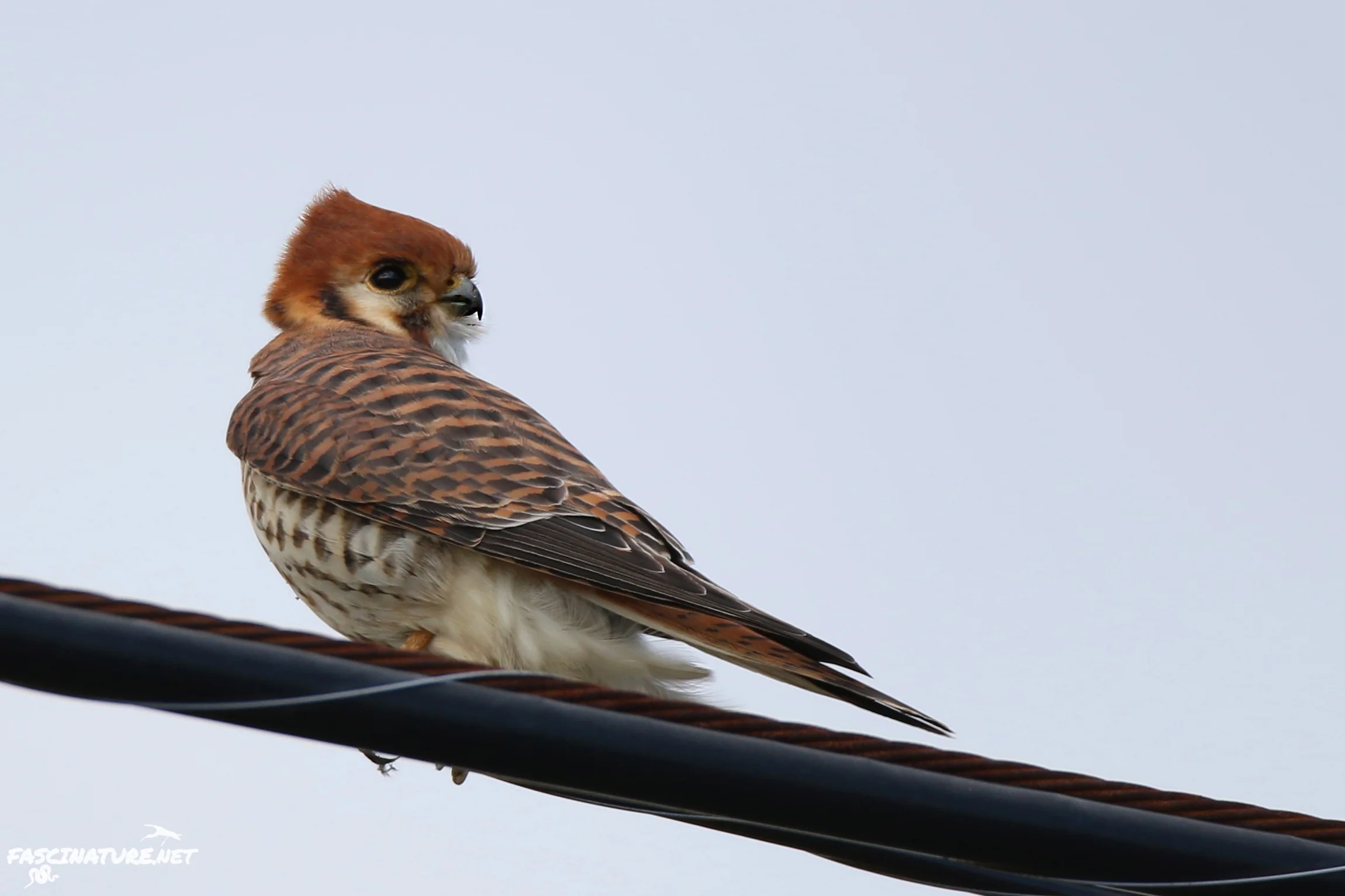 Aberrant American Kestrel
