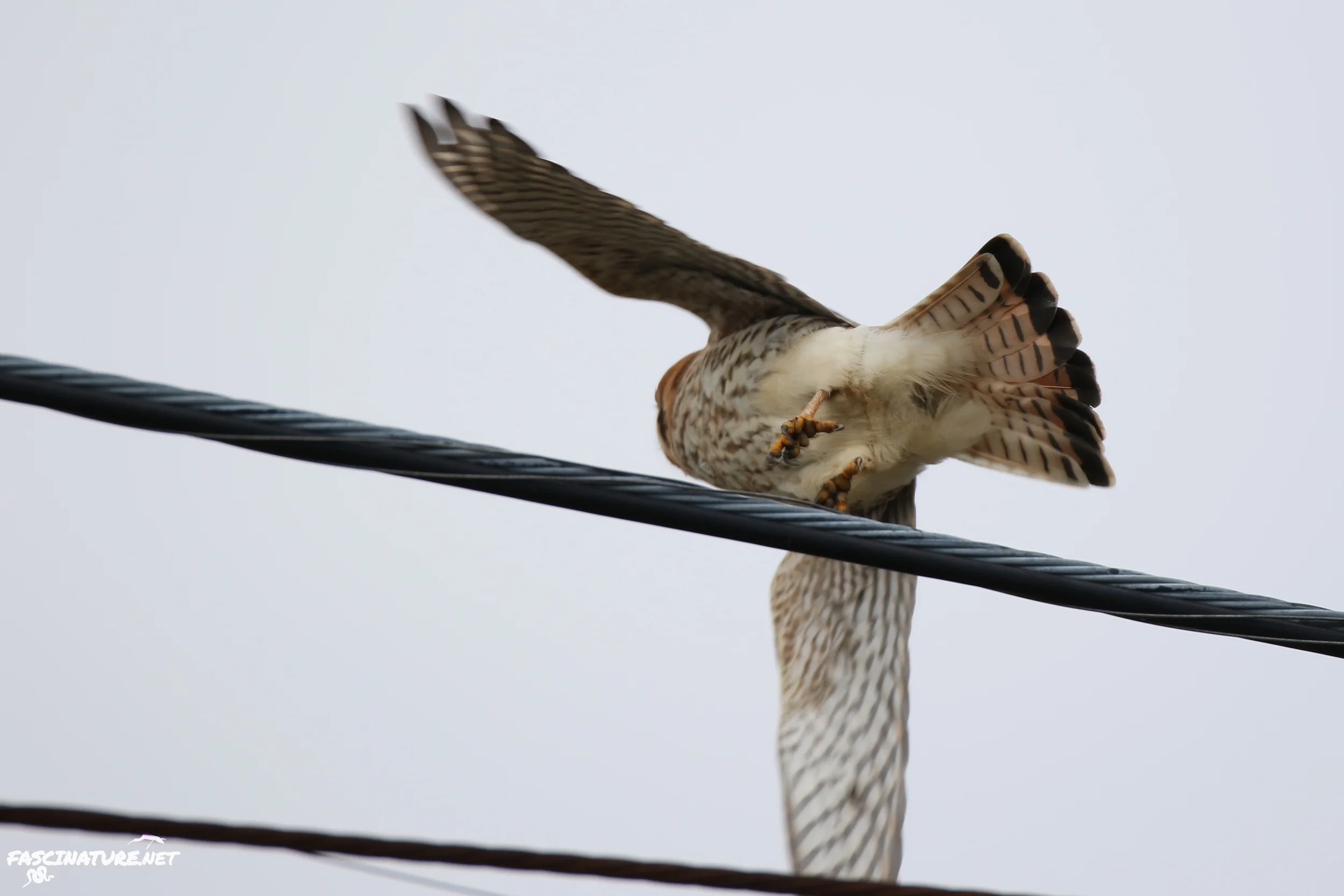 ...this is the way kestrels usually act whenever you even glance their way.