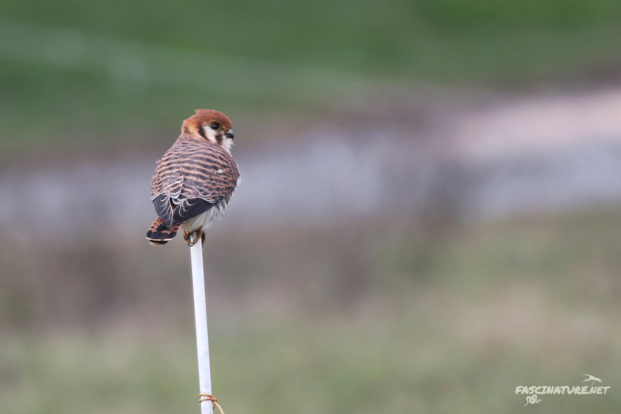 Aberrant American Kestrel