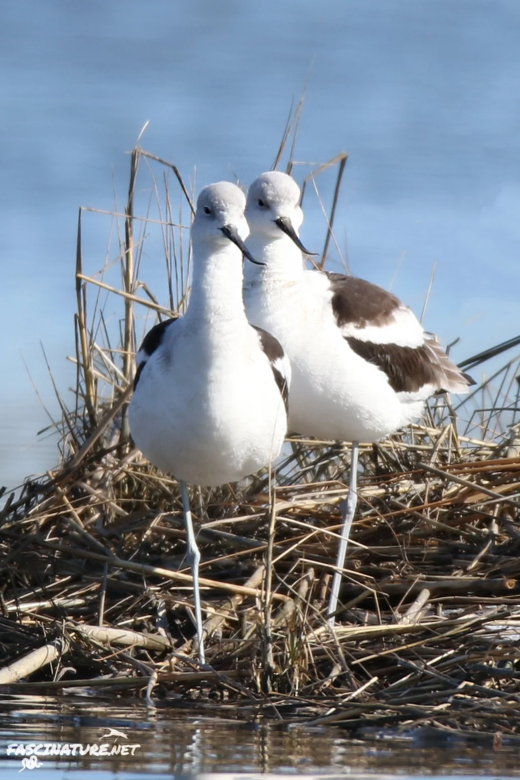 American Avocets