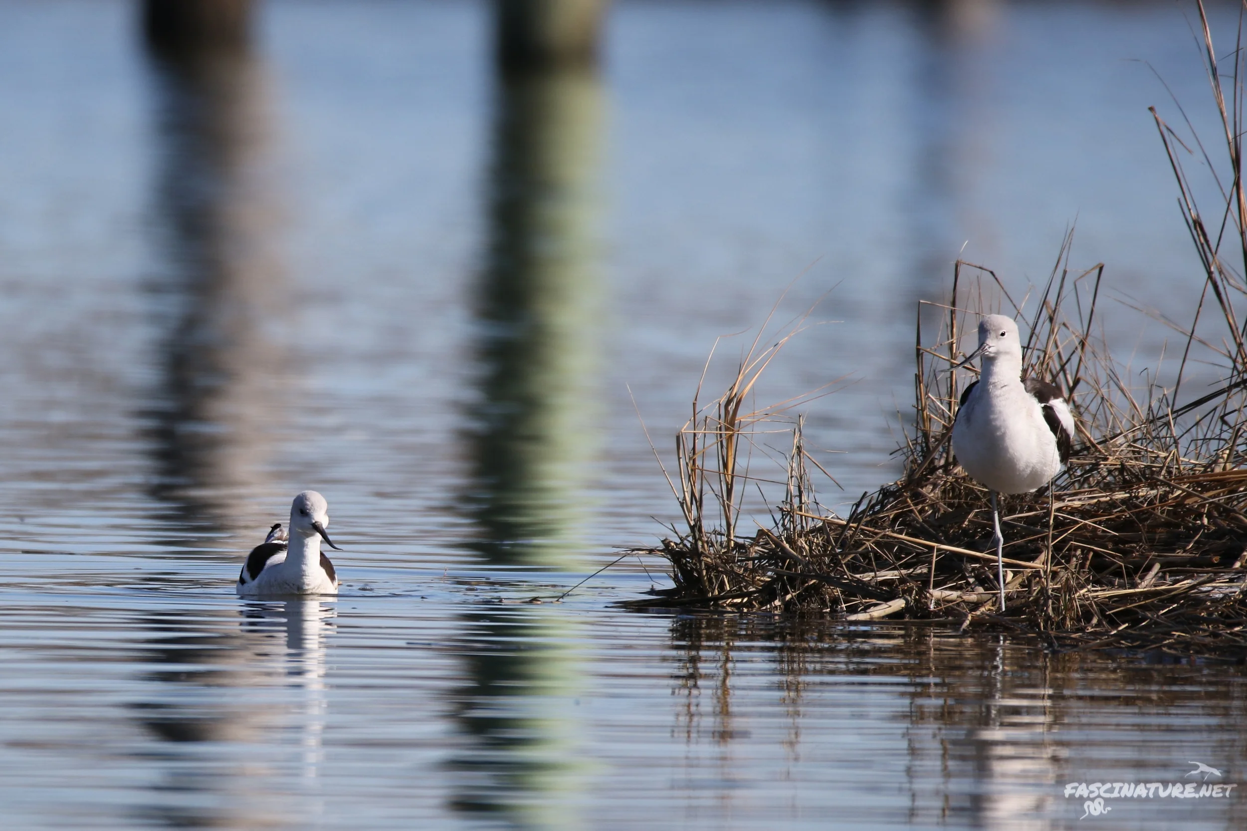American Avocets