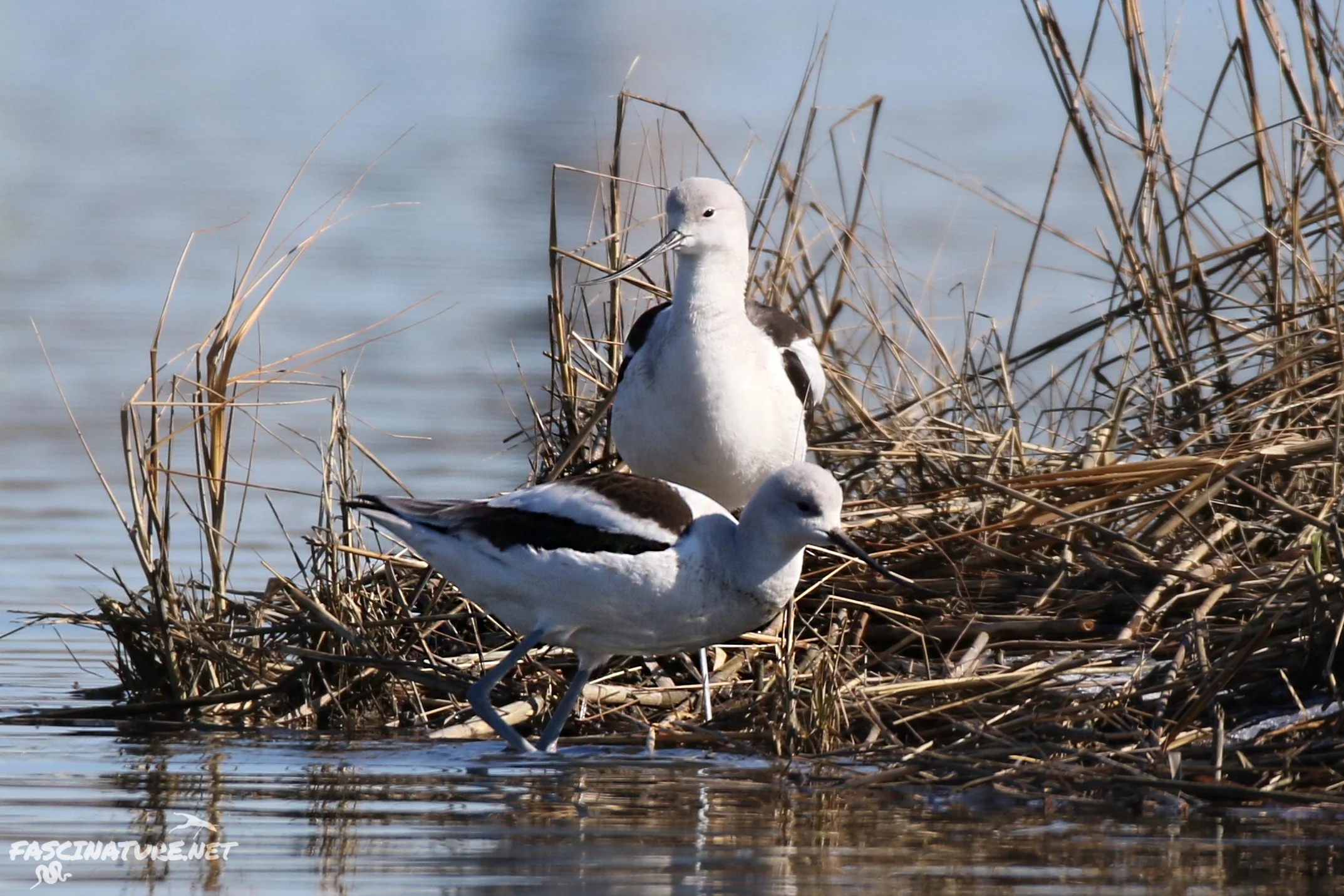 American Avocets
