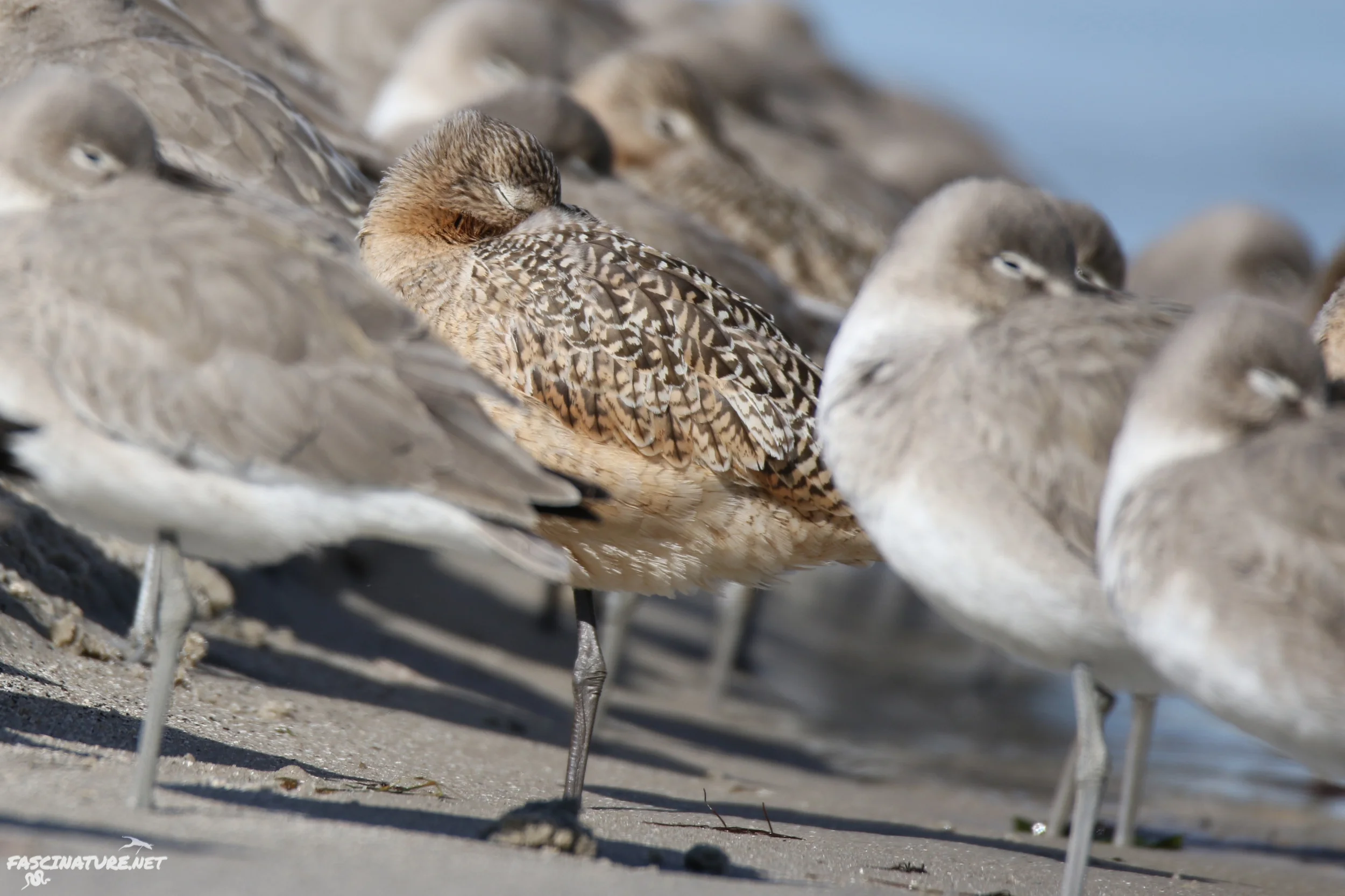 Sleeping Marbled Godwit