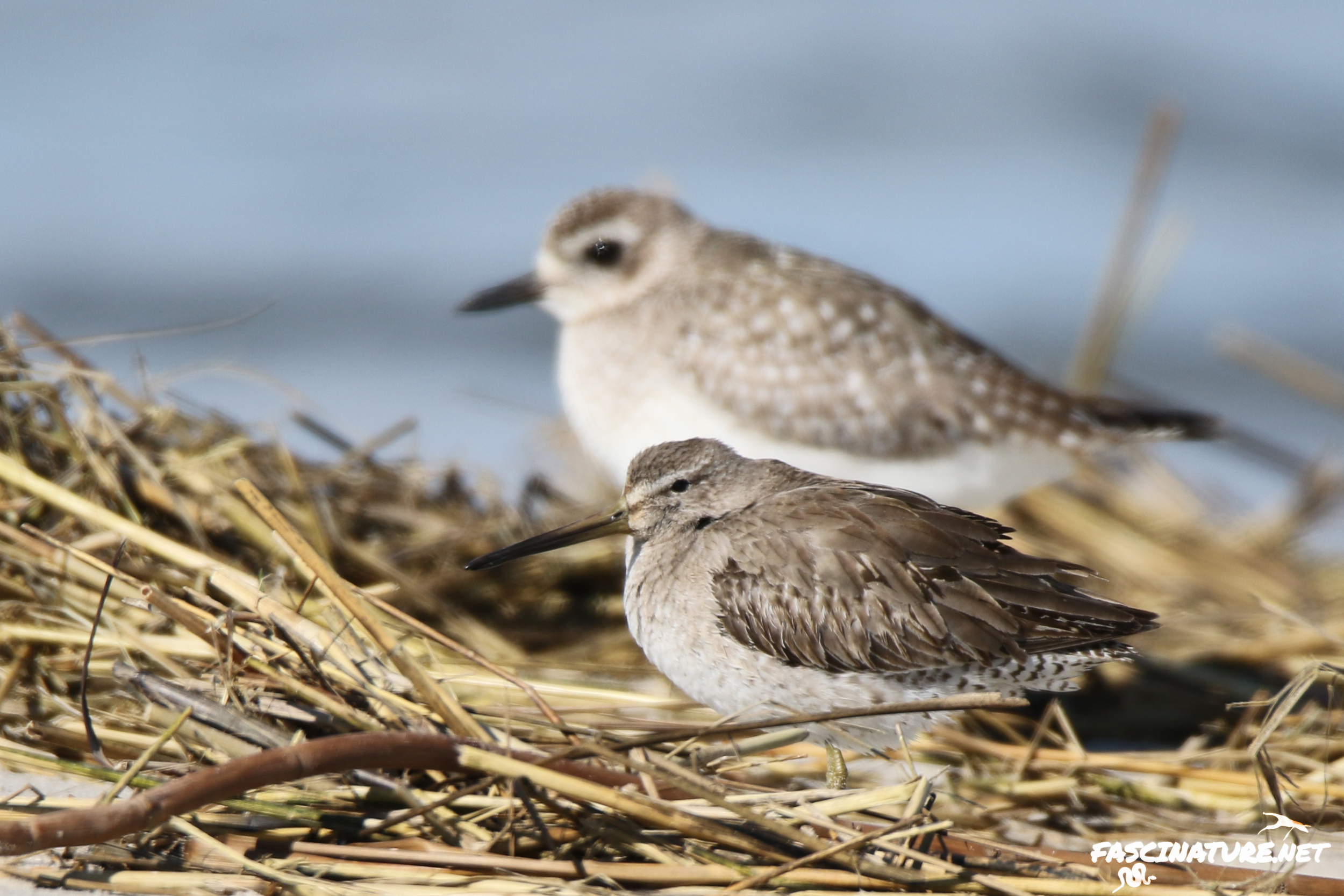 Long-billed Dowitcher