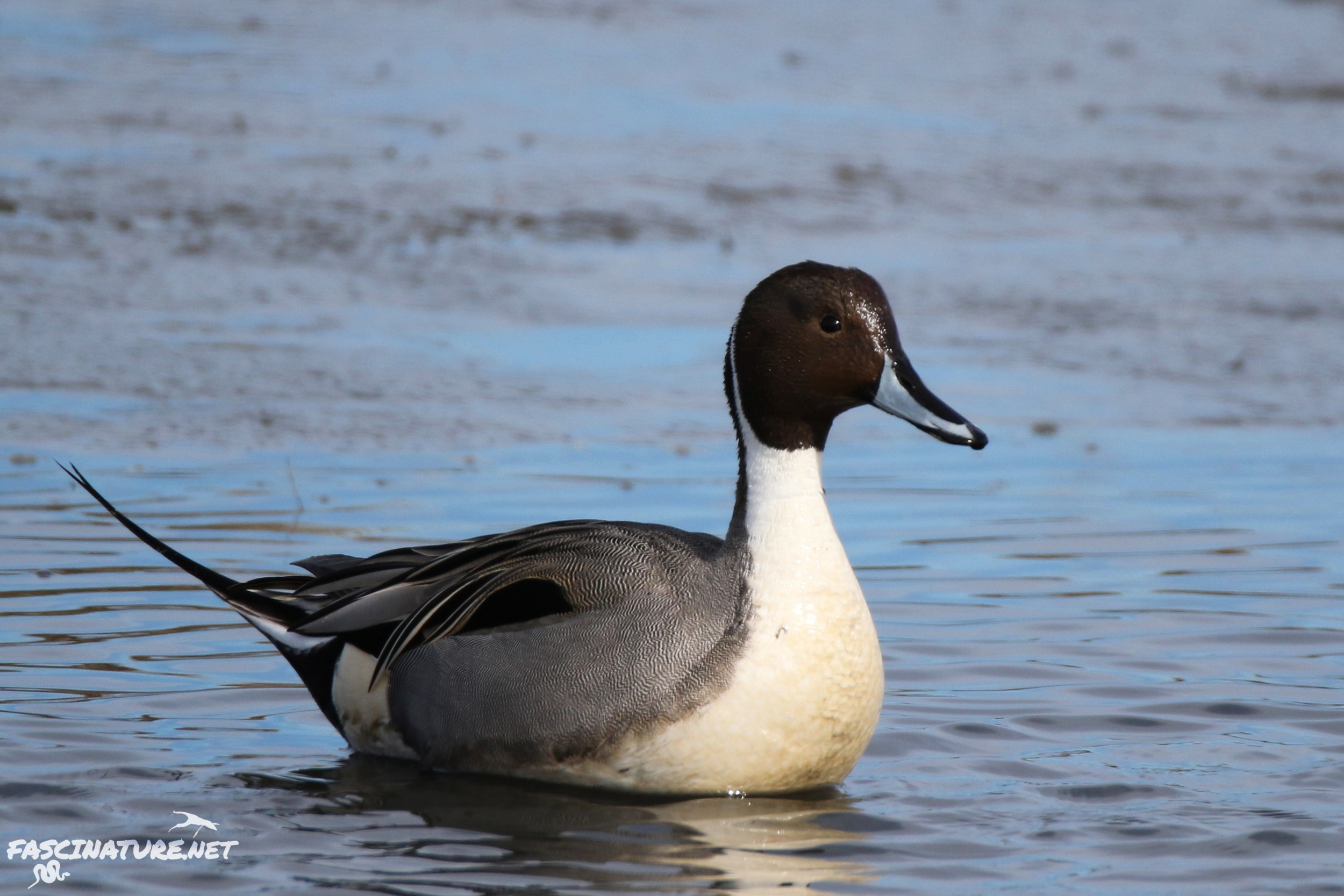 Northern Pintail