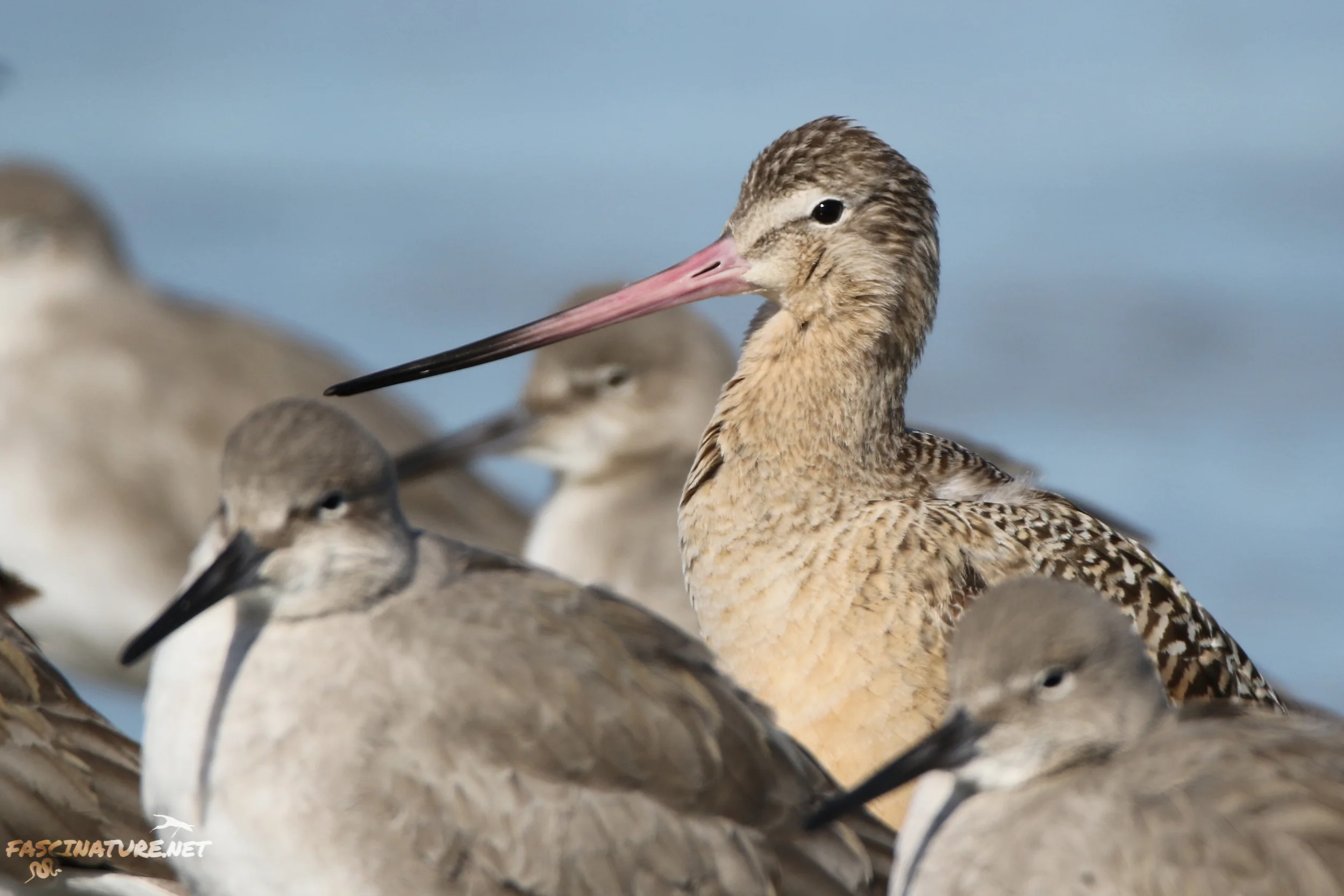 Marbled Godwit