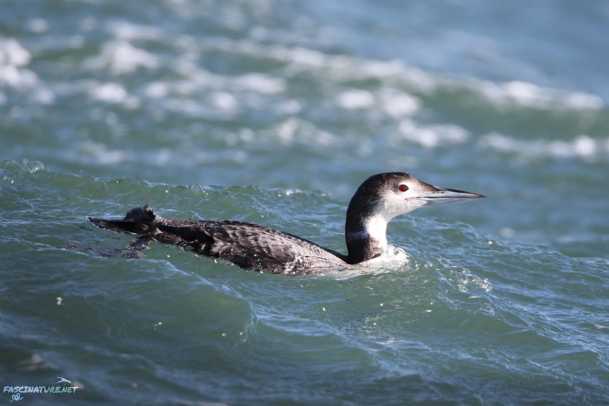 Common Loon