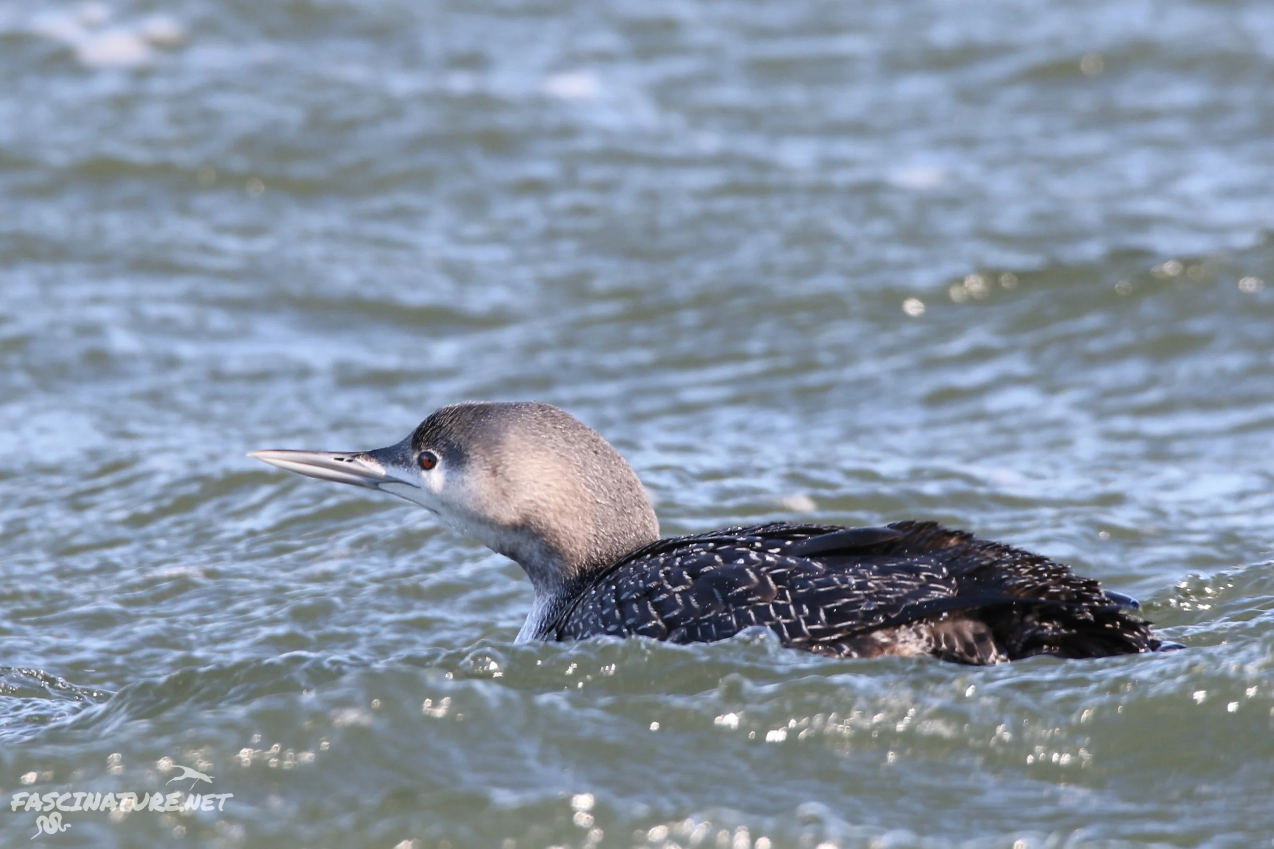 Red-throated Loon