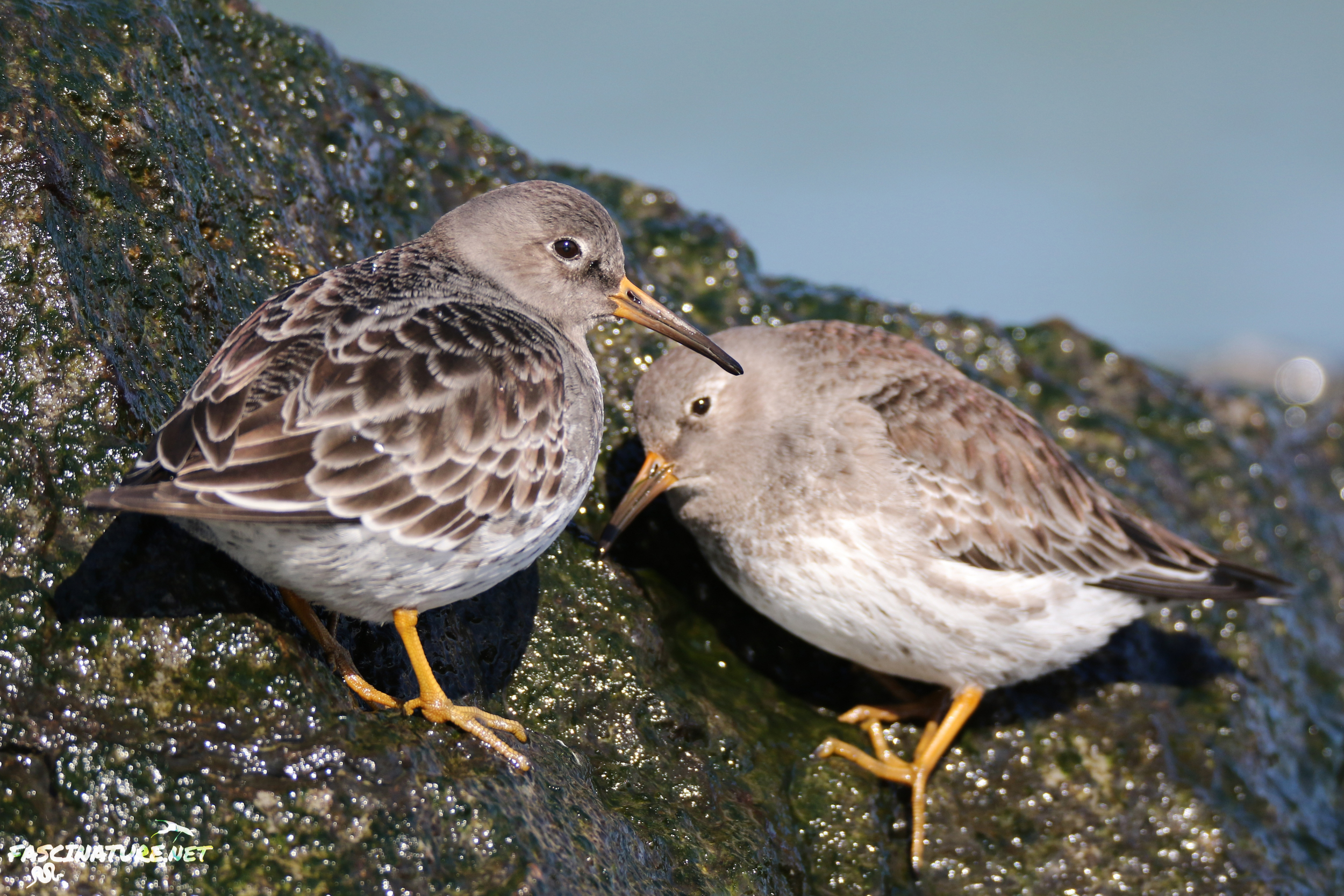 Purple Sandpipers