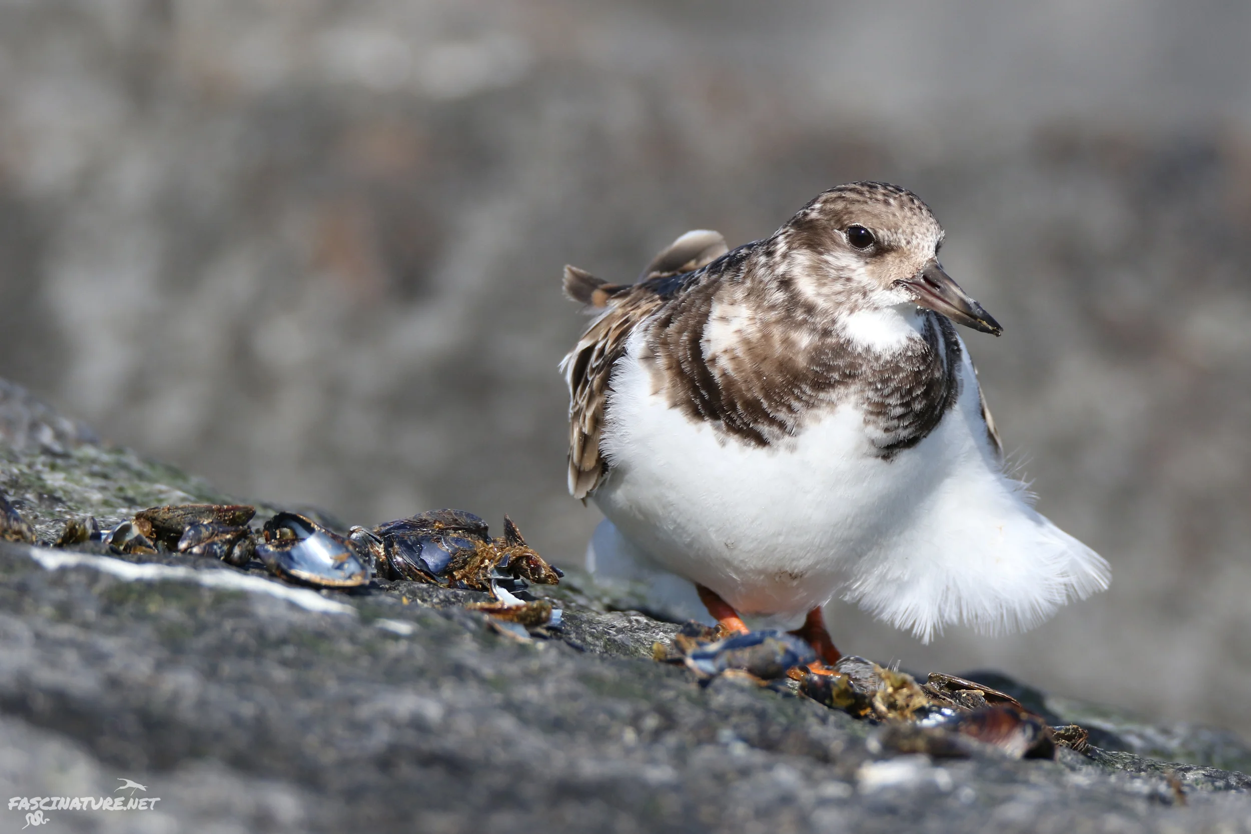 Ruddy Turnstone