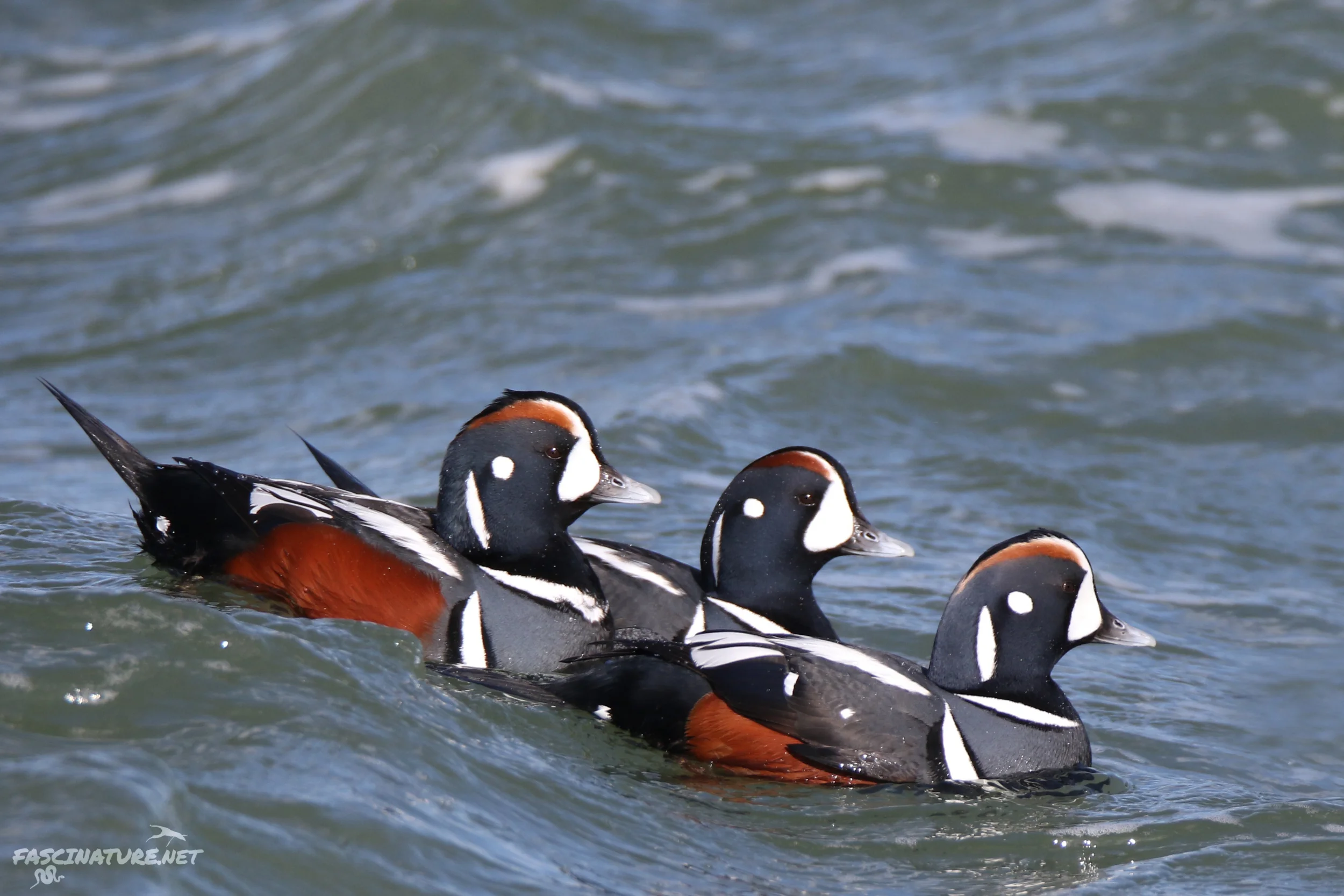 Harlequin Ducks